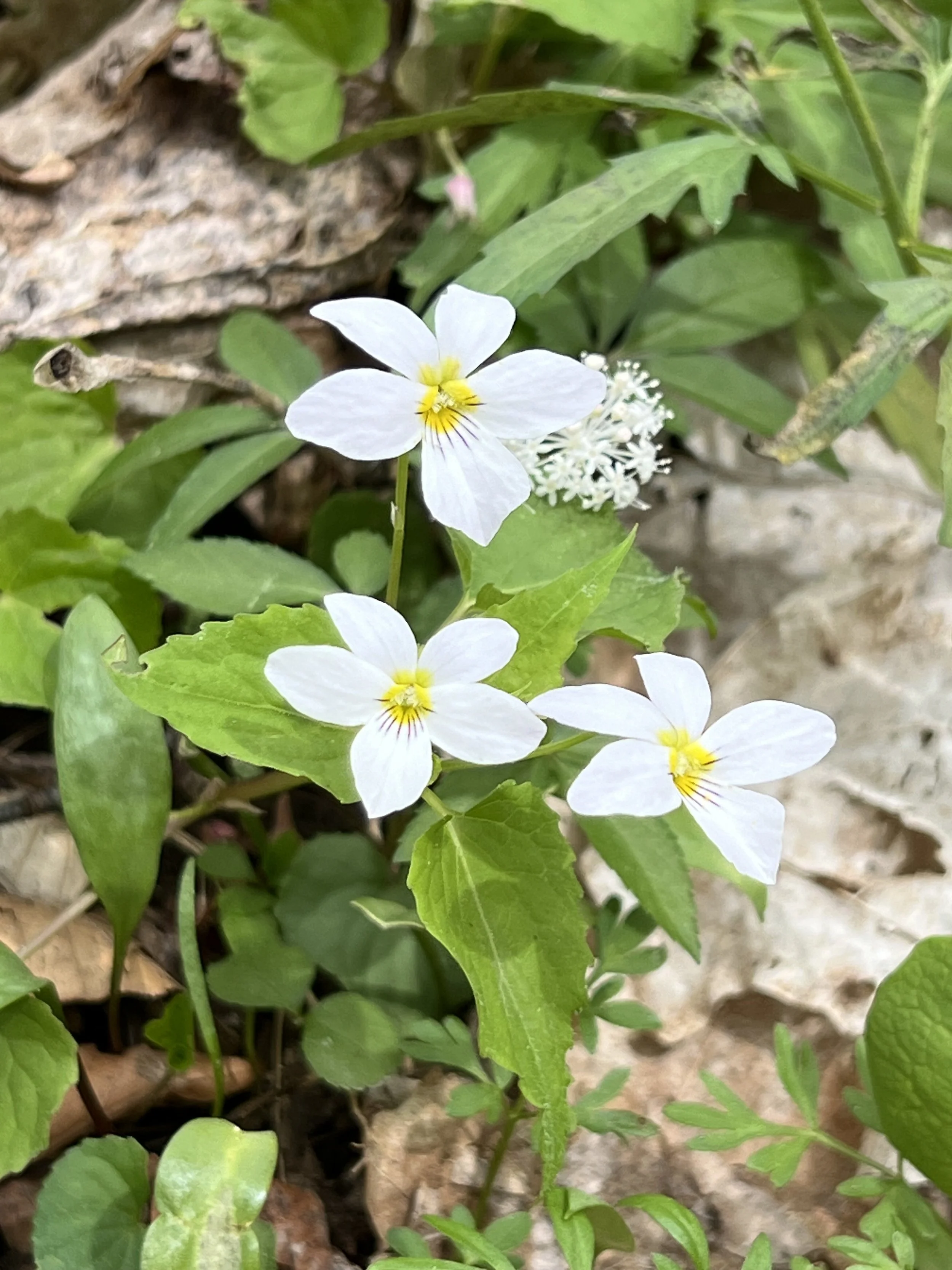 Three white violets with yellow centers