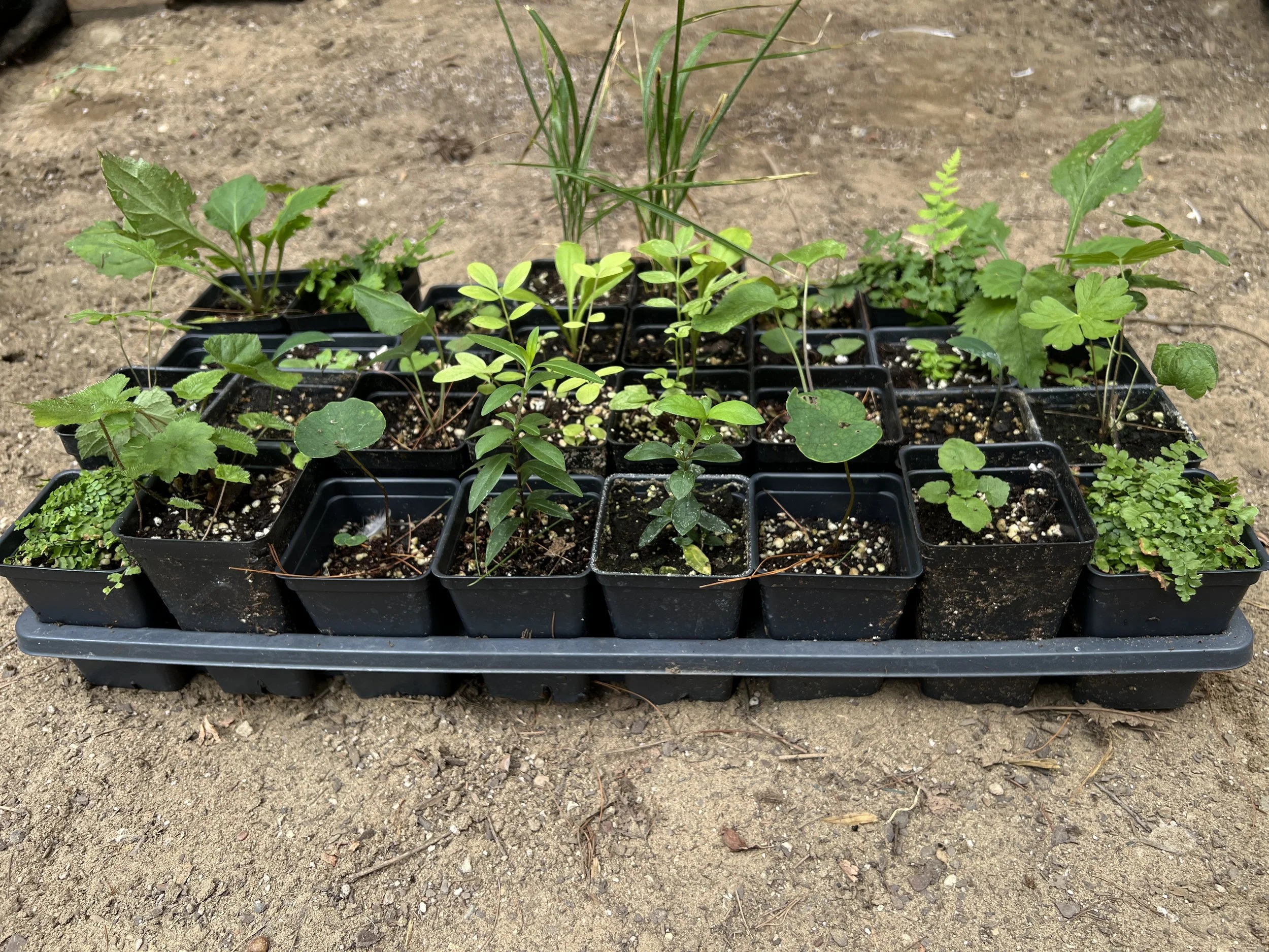 Woodland Garden Kits