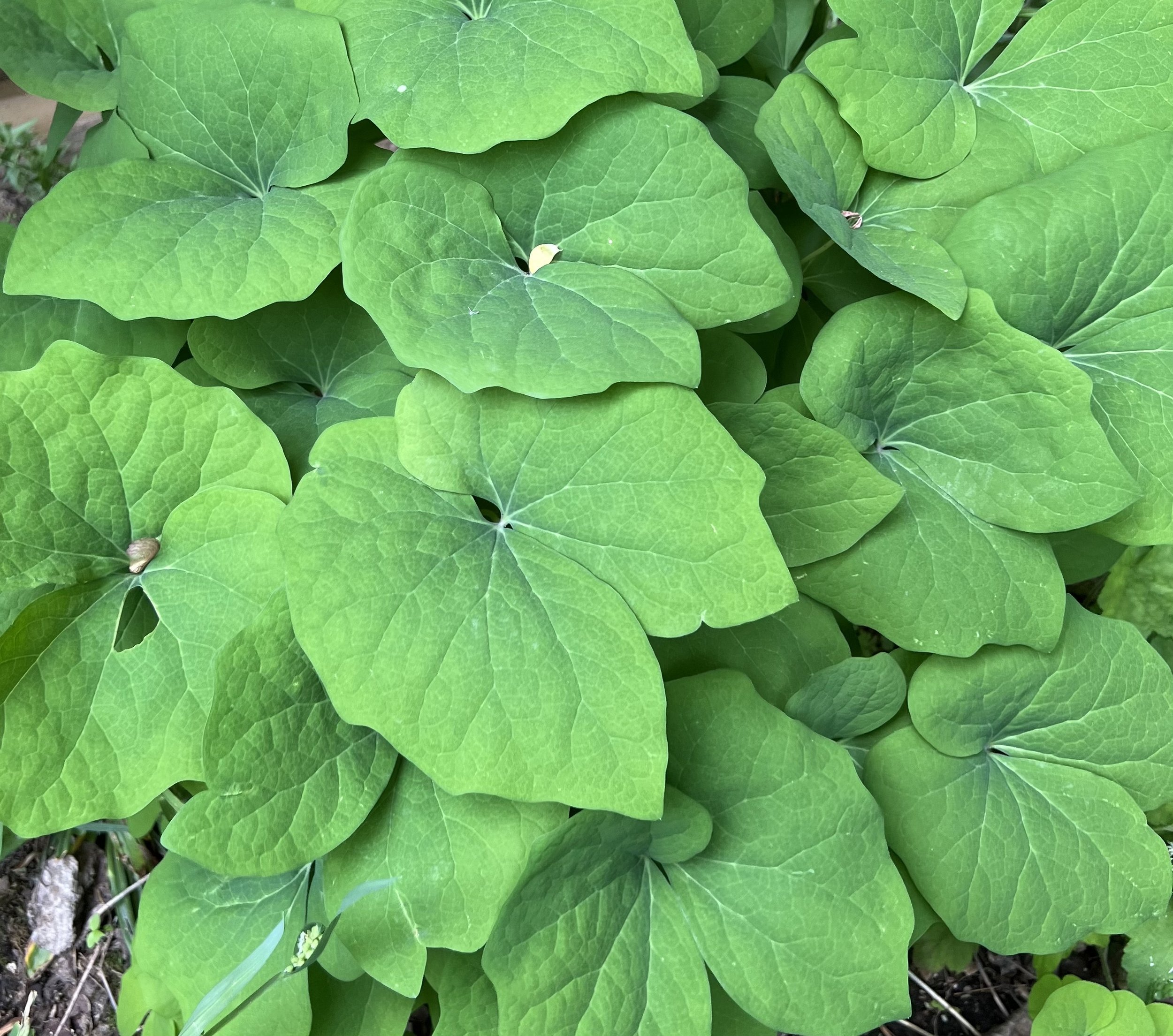 twin leaf3.jpg