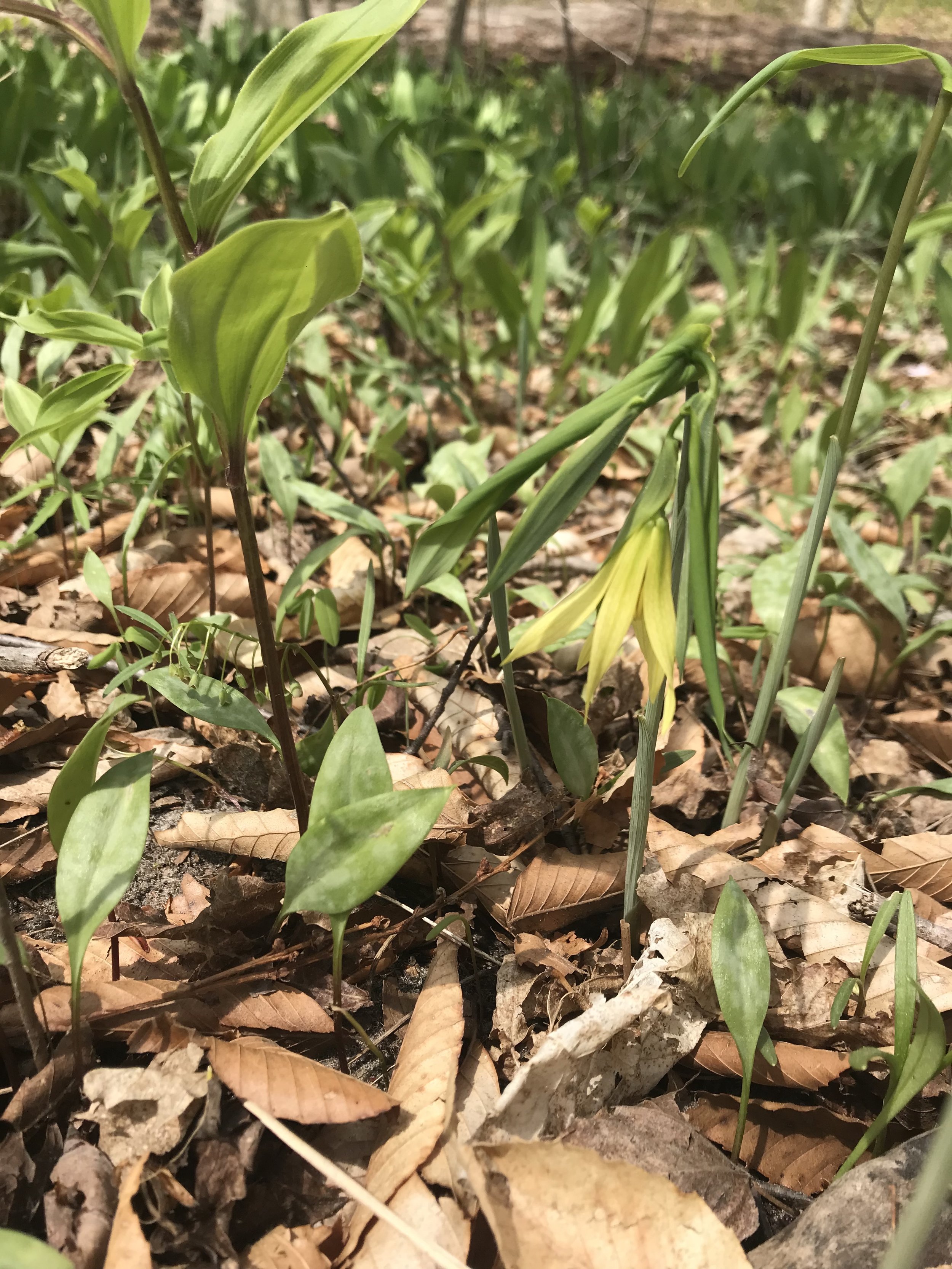 A single large, yellow, bell-shaped flower droops among other woodland plants on the forest floor.