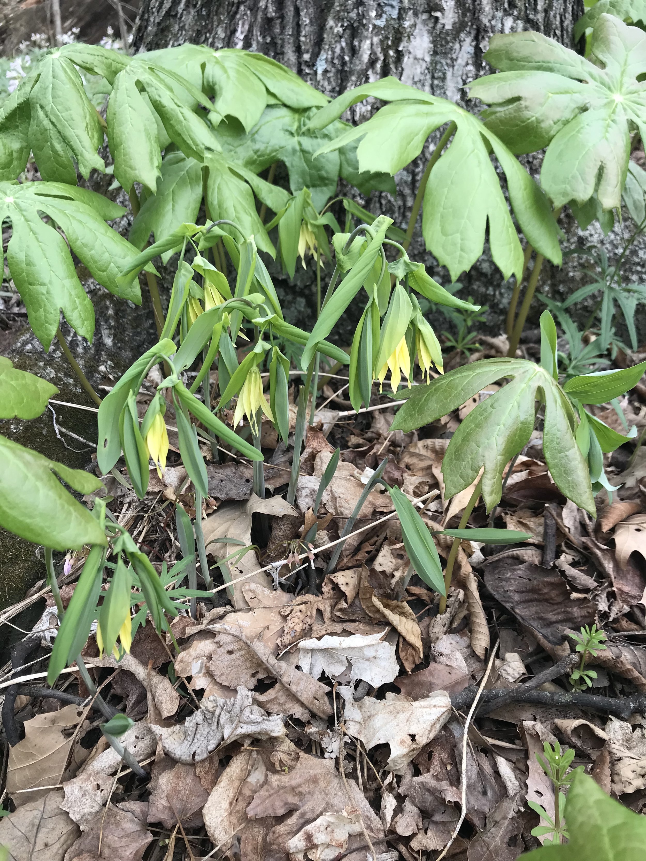 A drooping plant with several large, yellow, bell-shaped flowers is highlighted against other woodland foliage.