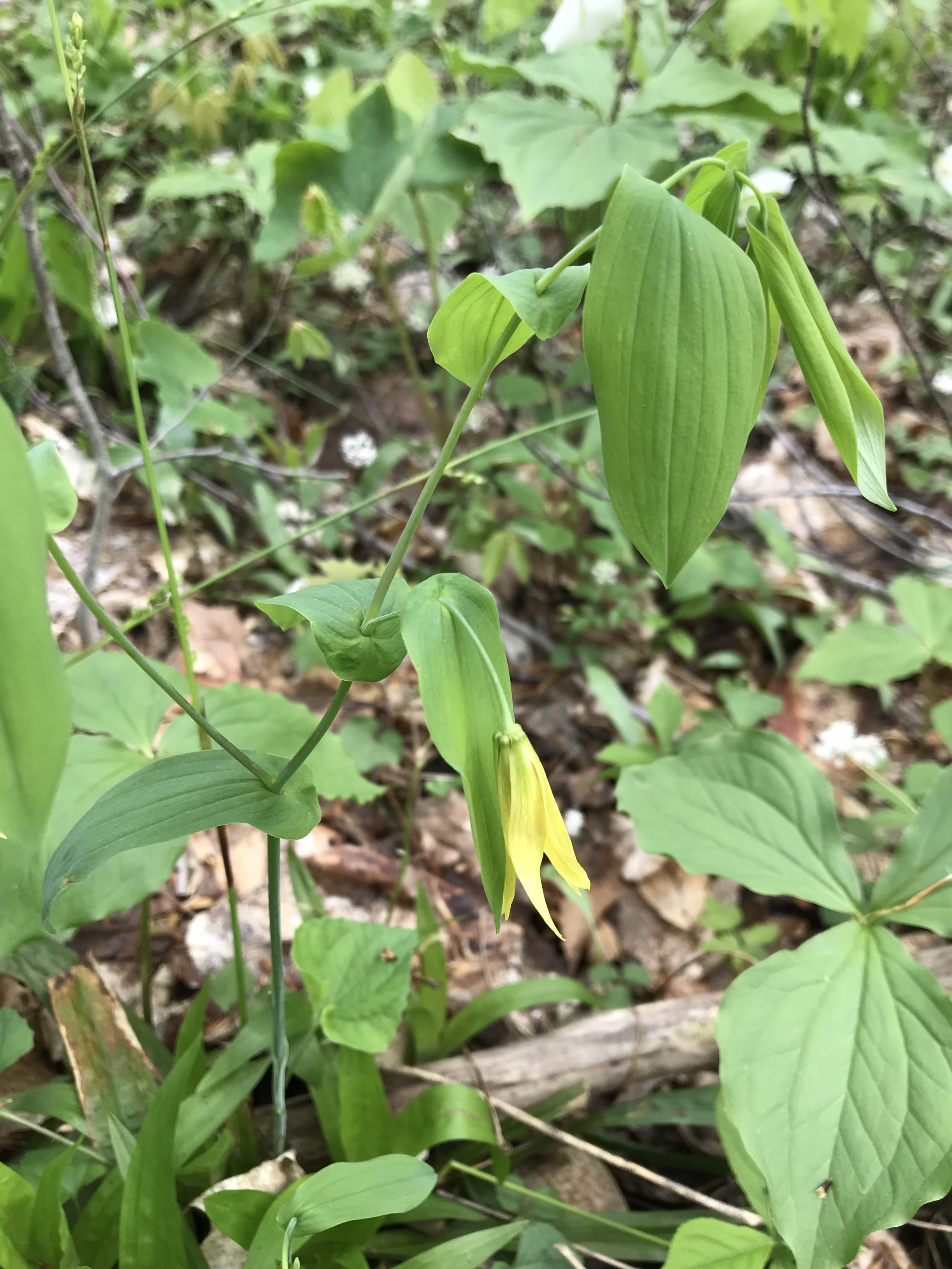 A single yellow bell-shaped flower is seen with the perfoliate leaves of bellwort with other woodland plants on the forest floor.