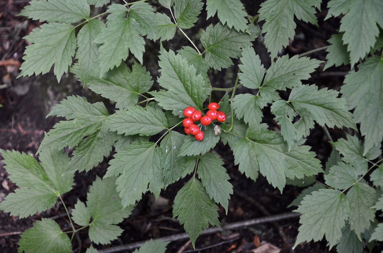 Red Baneberry (Actaea rubra)  Wild Ginger Woodlands