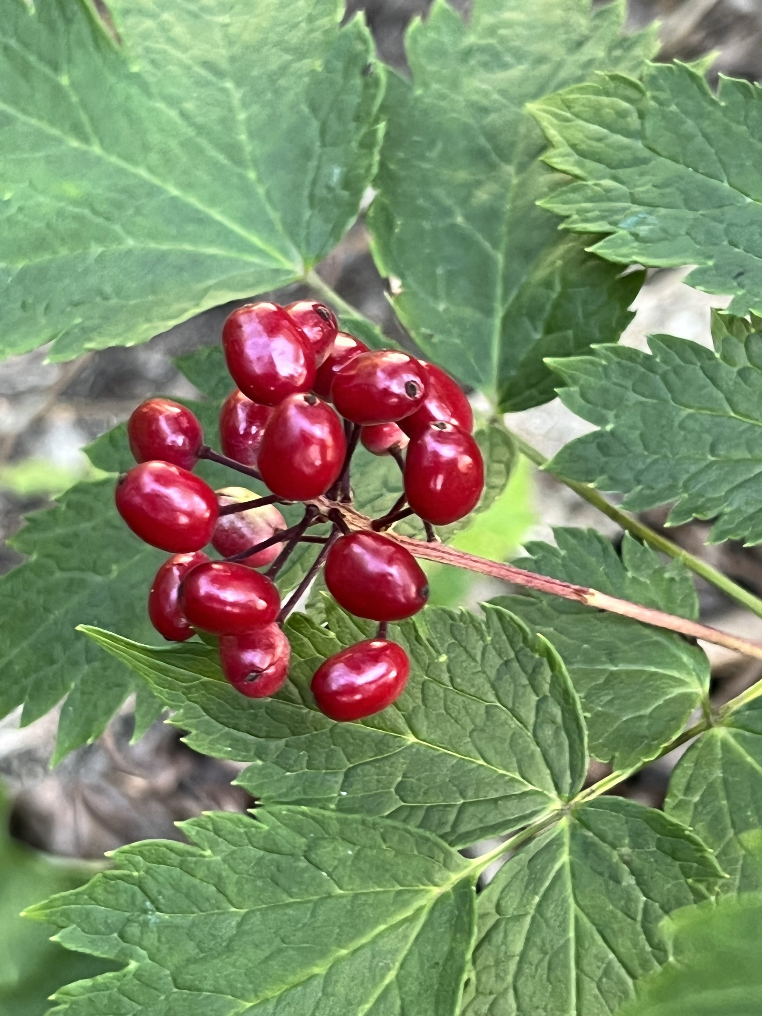 red baneberry.jpg