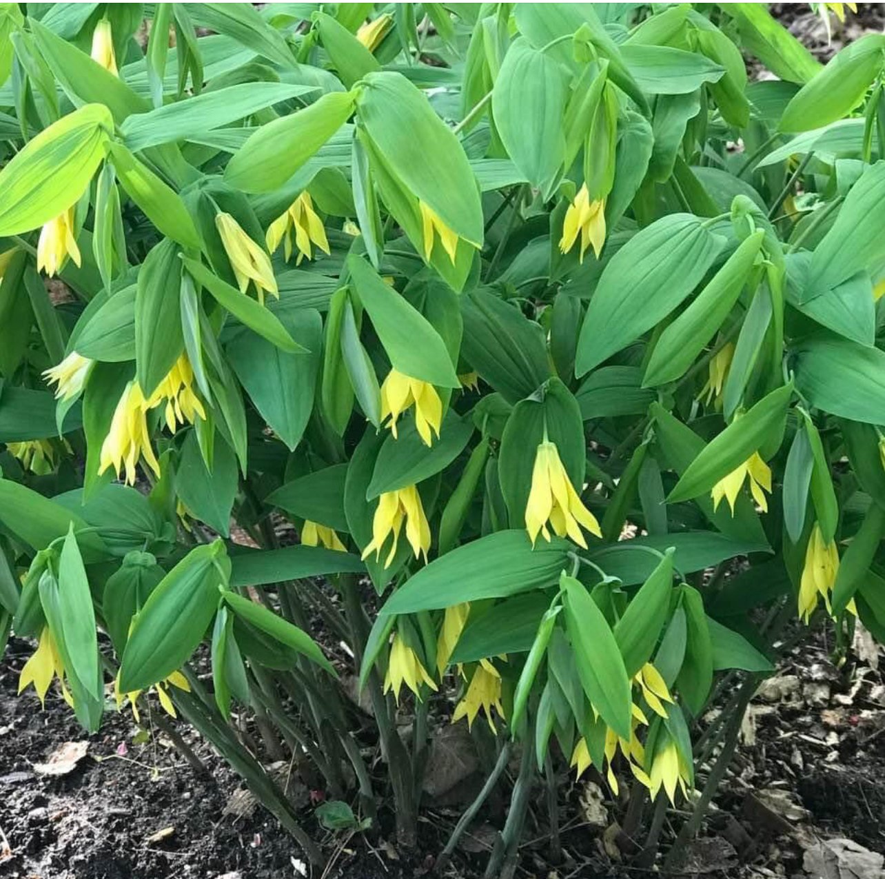 A large vase shaped plant with a profusion of draping green leaves and yellow, twisted bell shaped flowers covers the image.