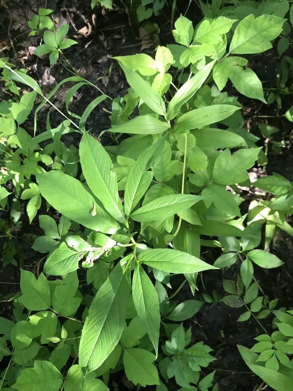 Green Dragon (Arisaema dracontium)  Wild Ginger Woodlands