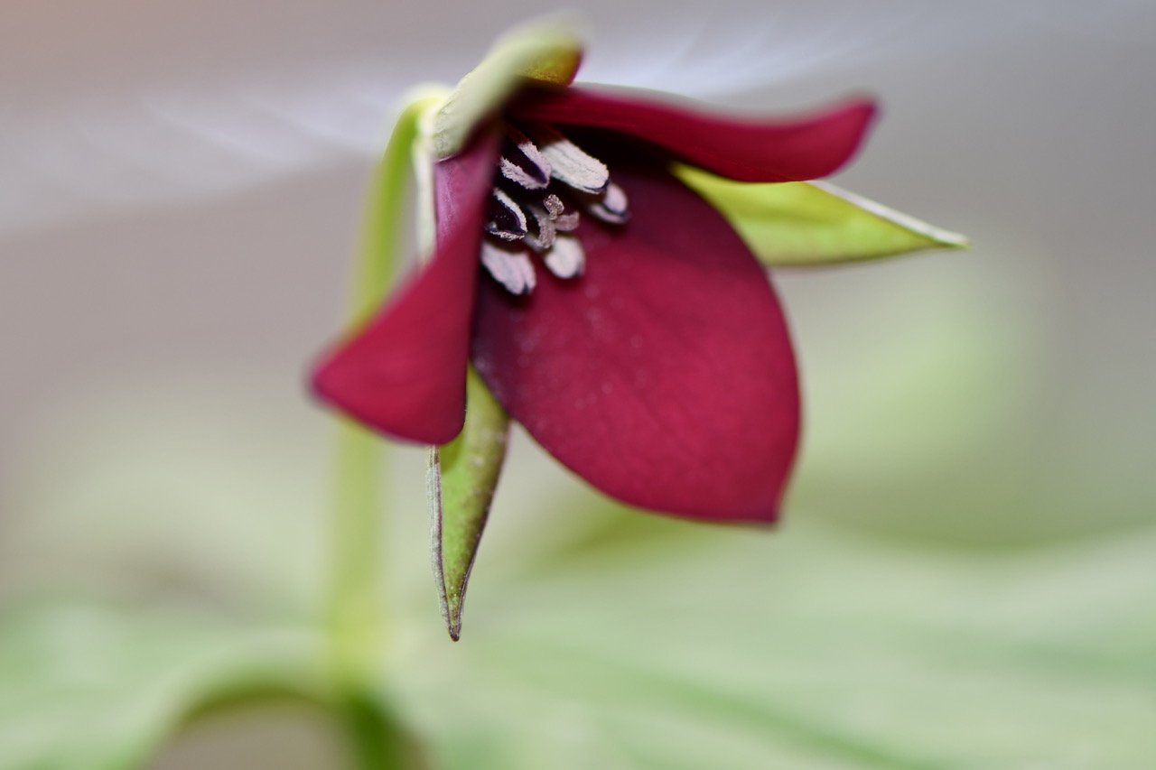 A red trillium flower is up cloe and in focus against a green out of focus background. The three burgandy petals alternate with three narrow green sepals. The anthers are white with pollen.
