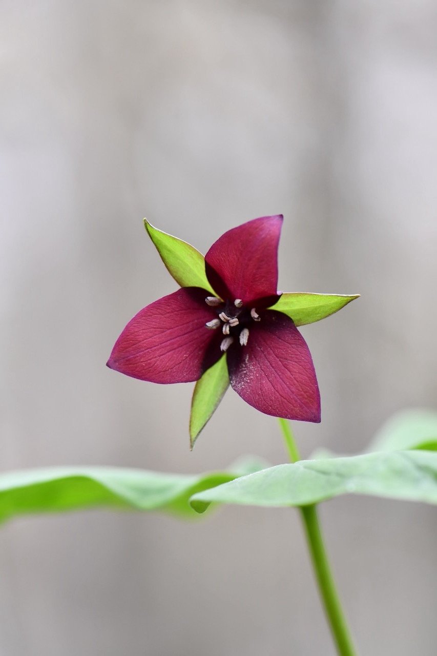 Three burgandy petals are alternate with three green sepals. The anthers of the trilium flower are white with pollen.