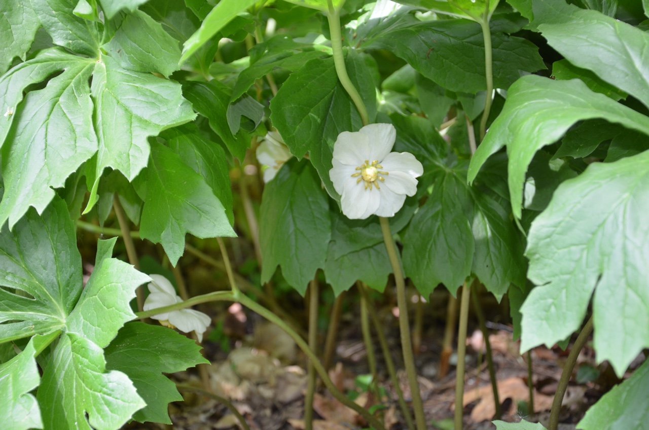 A large, white flower of mayapple is seen under the green, umbrella-like leaves.