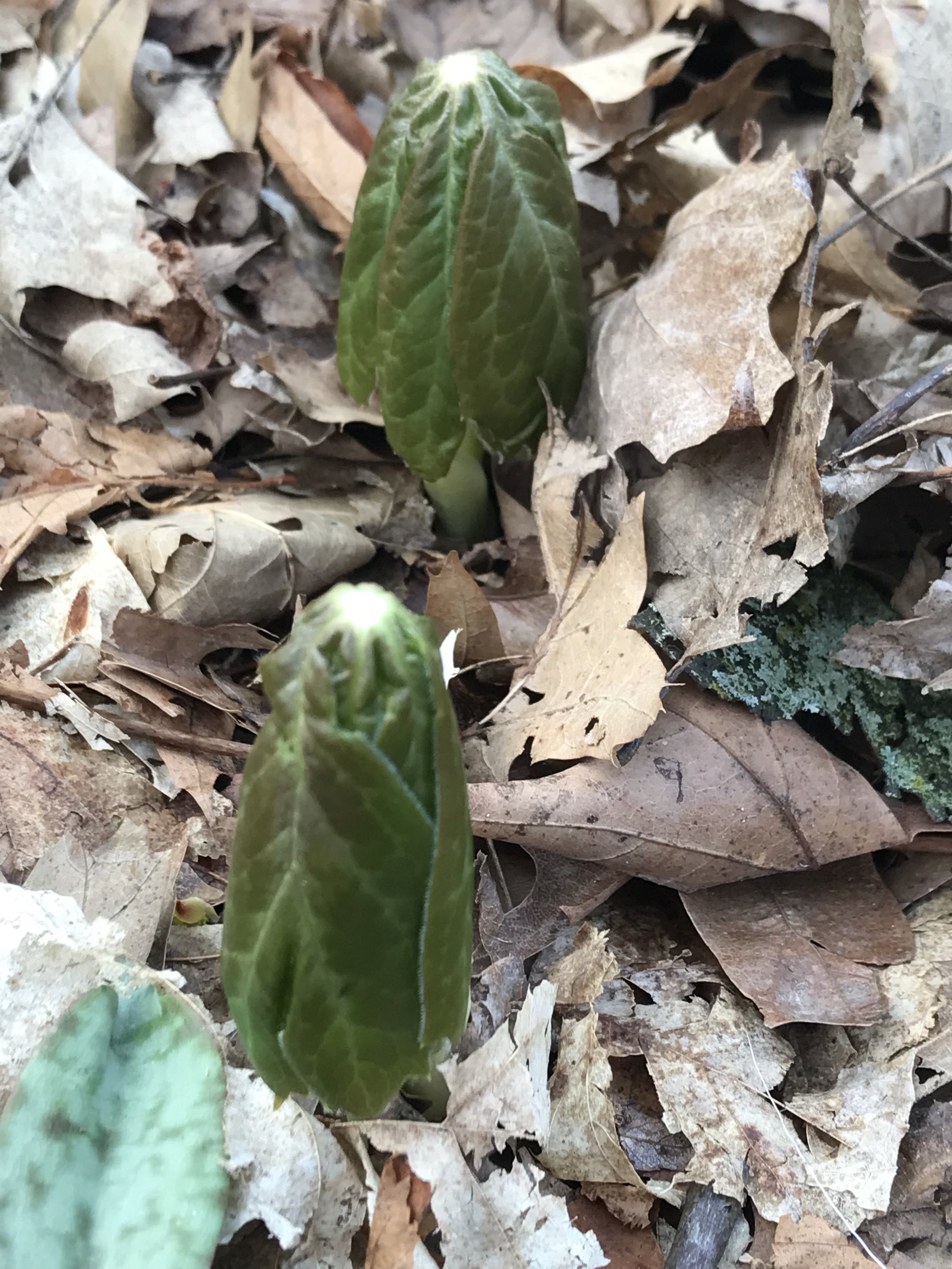 Two mayapple leaves--still folded--have completely emerged from the sheath. They are among decomposing leaves on the woodland floor.