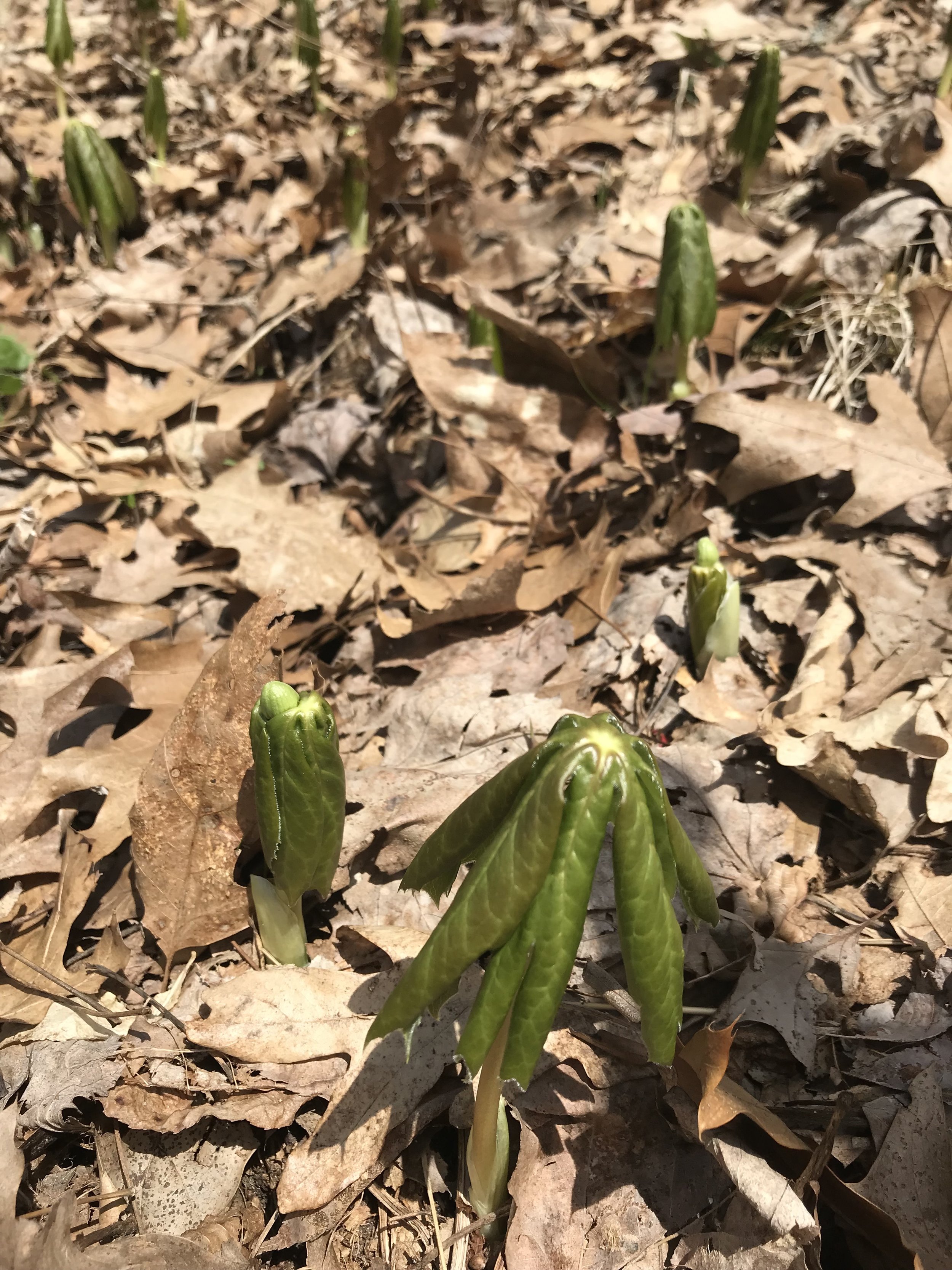 Several mayapple leaves are still folded while one in the front is unfolding displaying the lobes of the green leaf.
