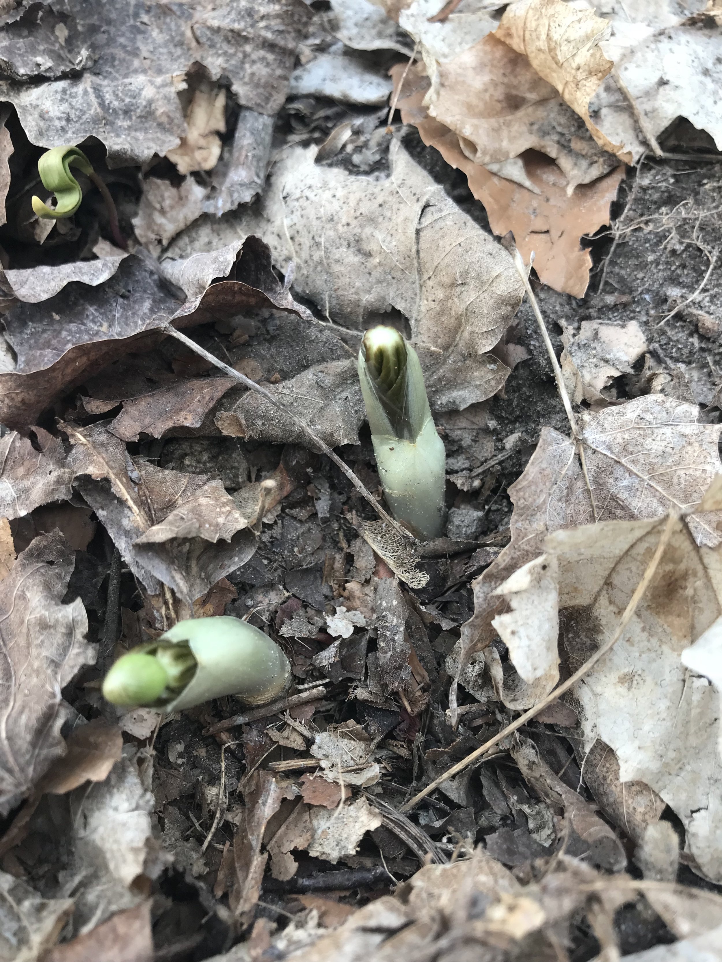 Two white sheaths are on the forest floor among decaying leaves and they are opening to reveal the folded leaves of mayapple.