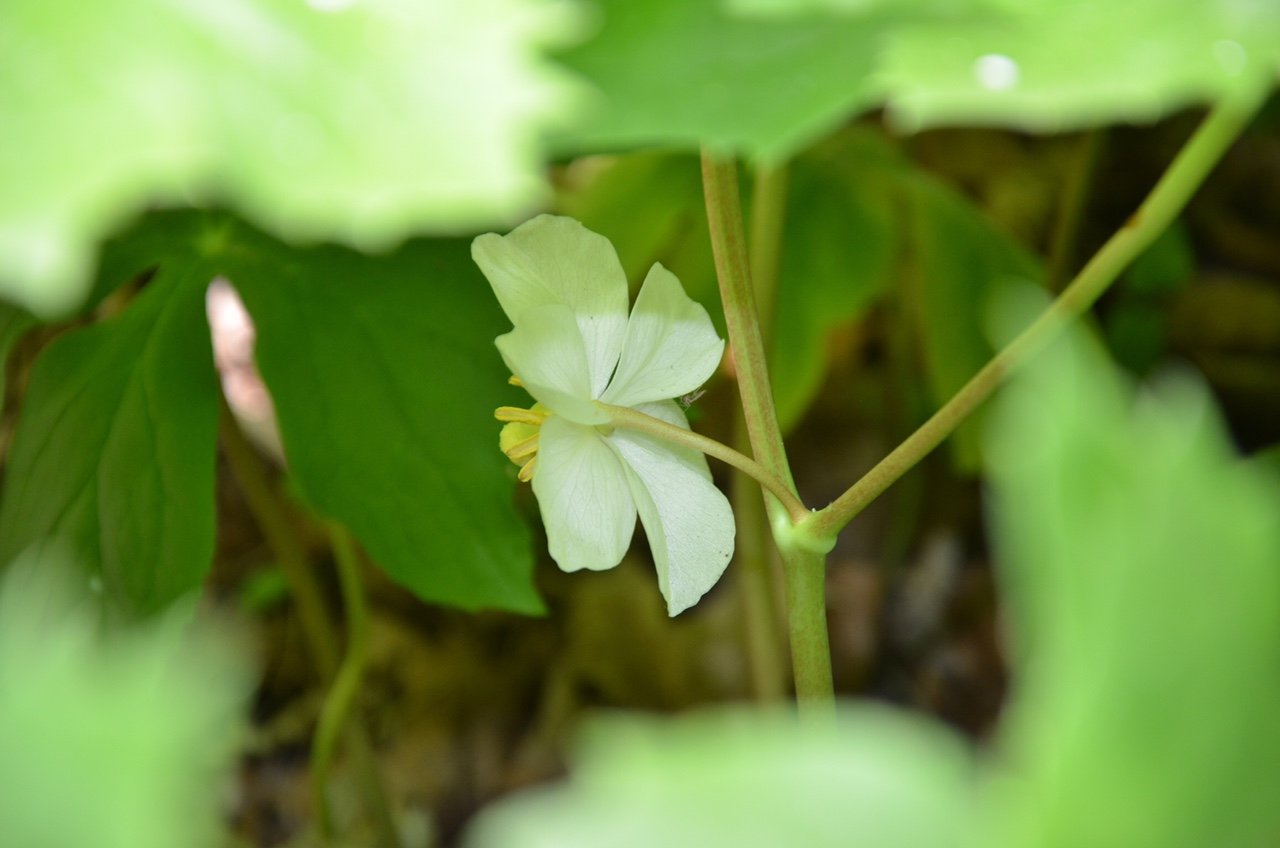 A sideview of a large mayapple flower is underneath the cover of the green leaves.