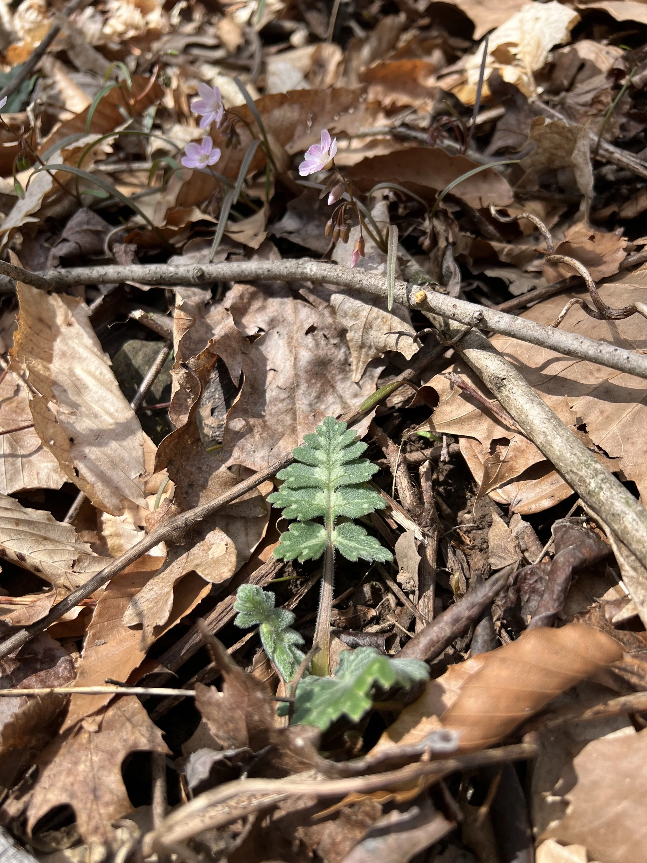 Two lobed leaves of Virginia Waterleaf are coming out of the decaying leaves on the forest floor.