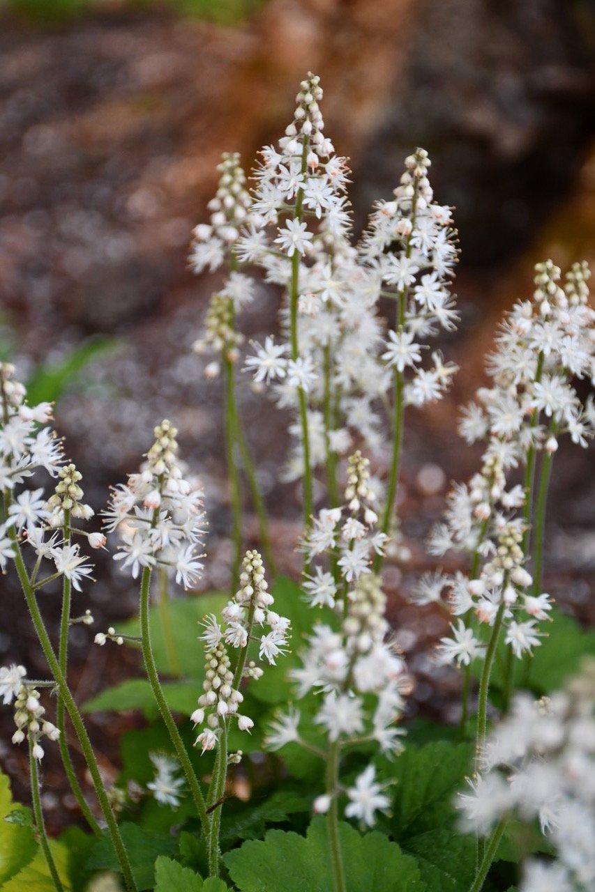 Numerous Foam Flower spikes of small white flowers appear in a raceme form.
