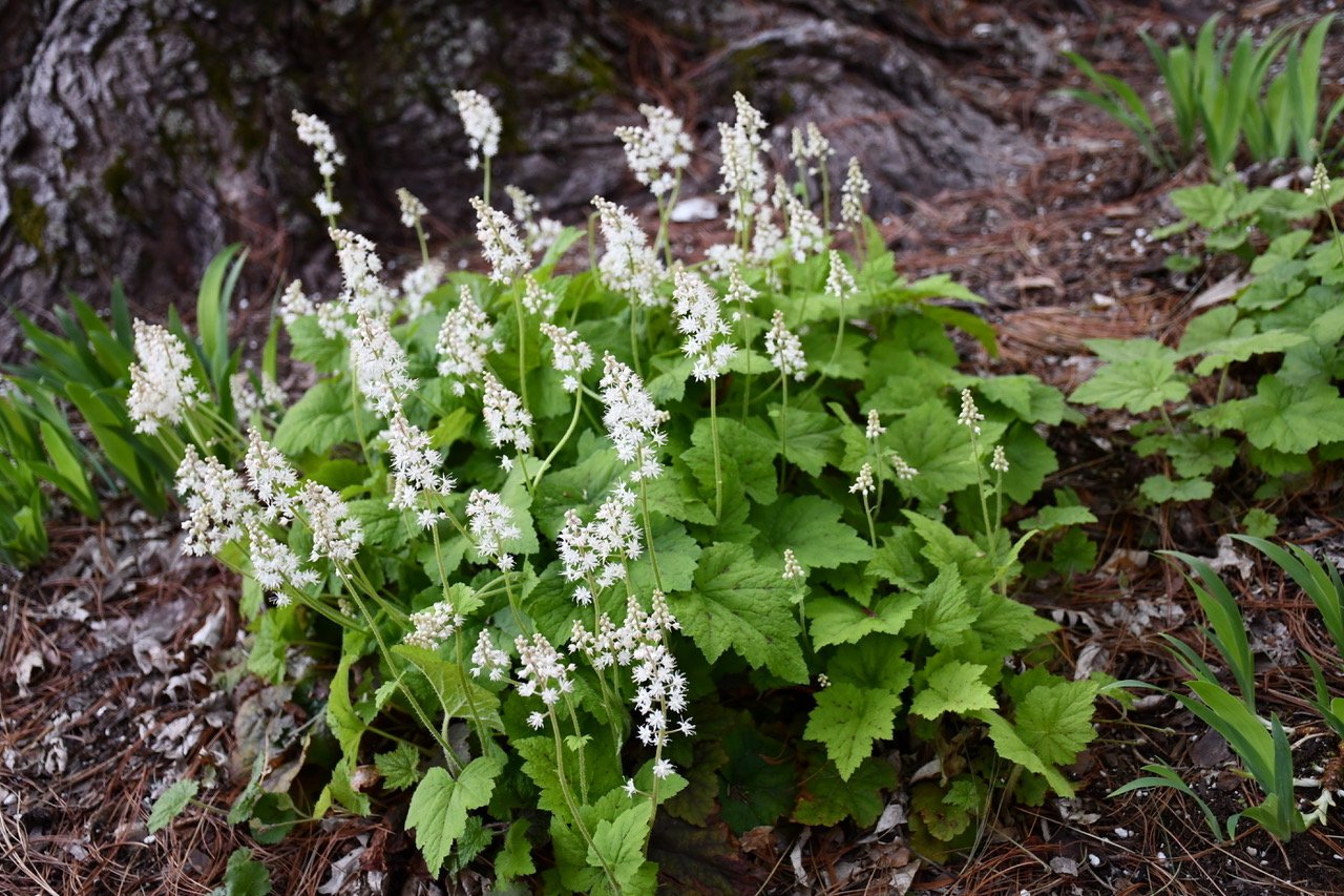 A large foam flower plant with many dentate lobed leaves have stalks of small white flowers. In the background is a large tree trunk.