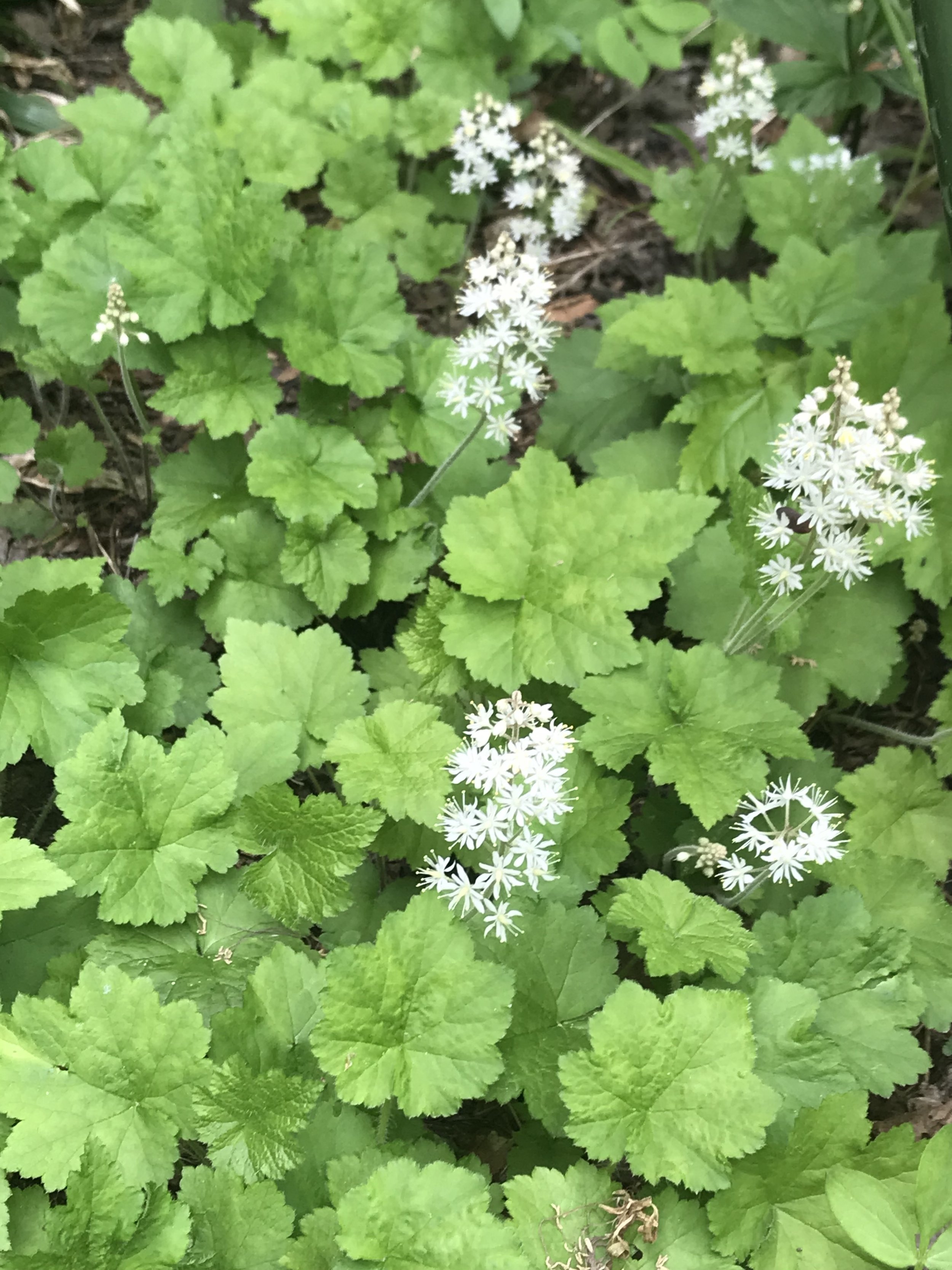 Several flower spikes stick up from a multitude of bright green, deeply veined, lobed pointy leaves.