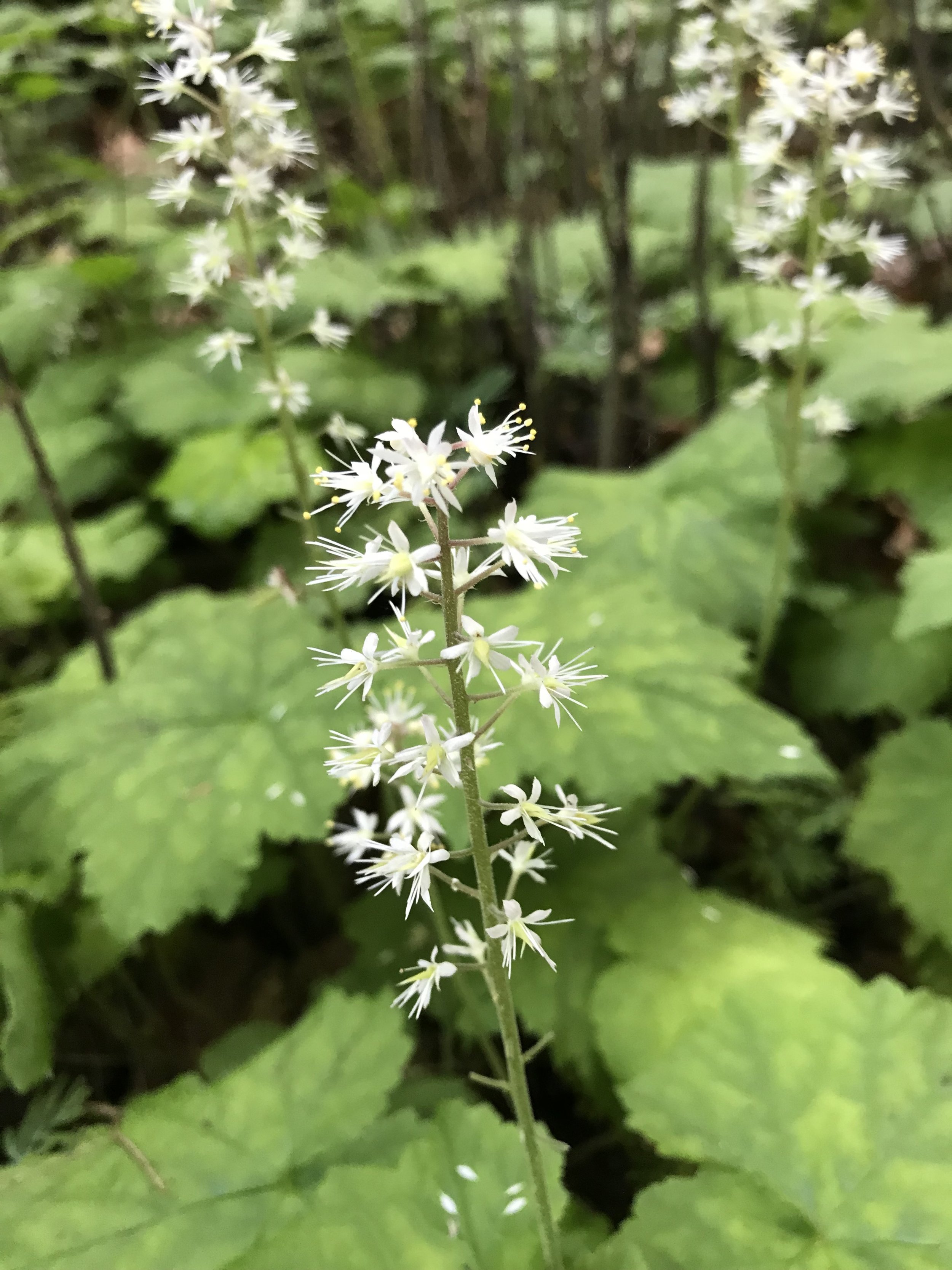 This is a close-up of a flower stalk of foam flower. Flowers are small and white with petals spread wide and an ovary (carpel) sticking up from the center).