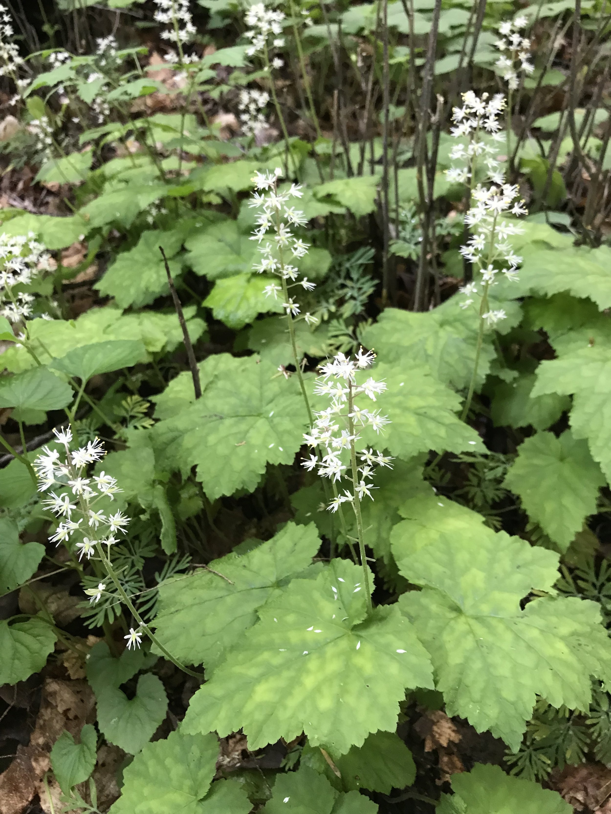 Several flower spikes stick up from a multitude of bright green, deeply veined, lobed pointy leaves.