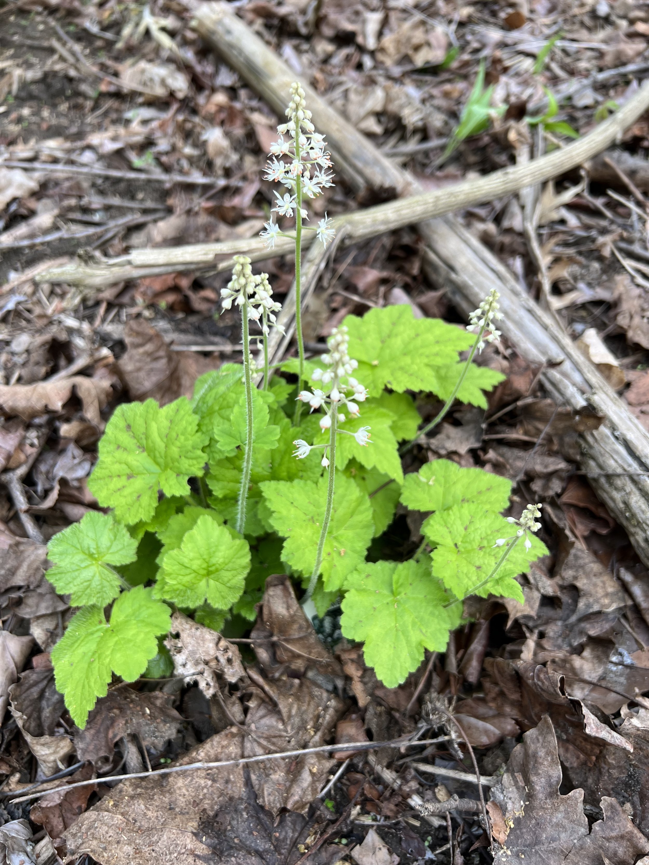 There is a single plant of foam flower with bright green, pointy leaves and reddish, deep veins has a few flower spikes with small white flowers.