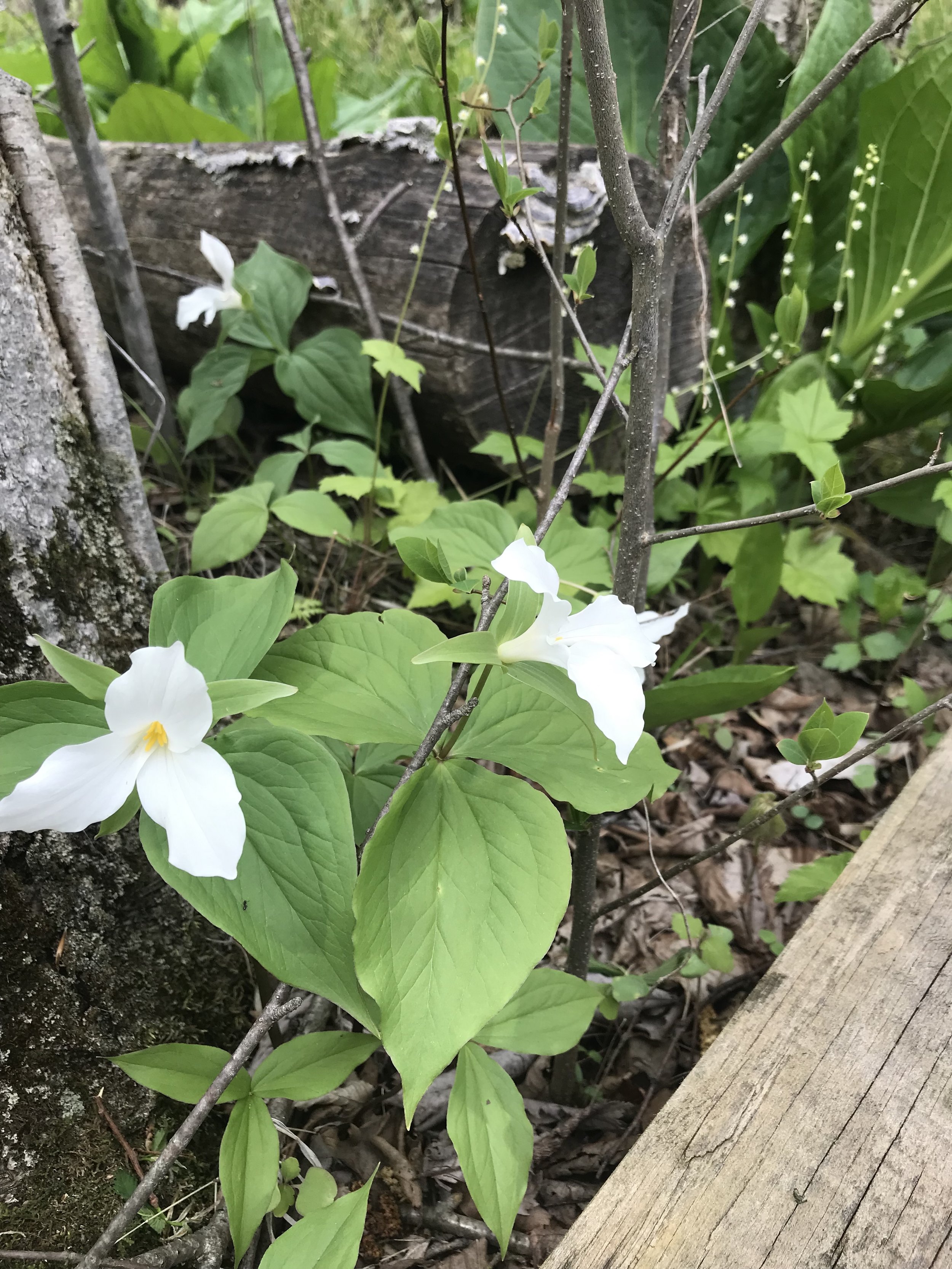 Two Great White Trillium are in the foreground while bishops cap flowering stalks are in the background near a boardwalk made to keep humans off the soggy ground..