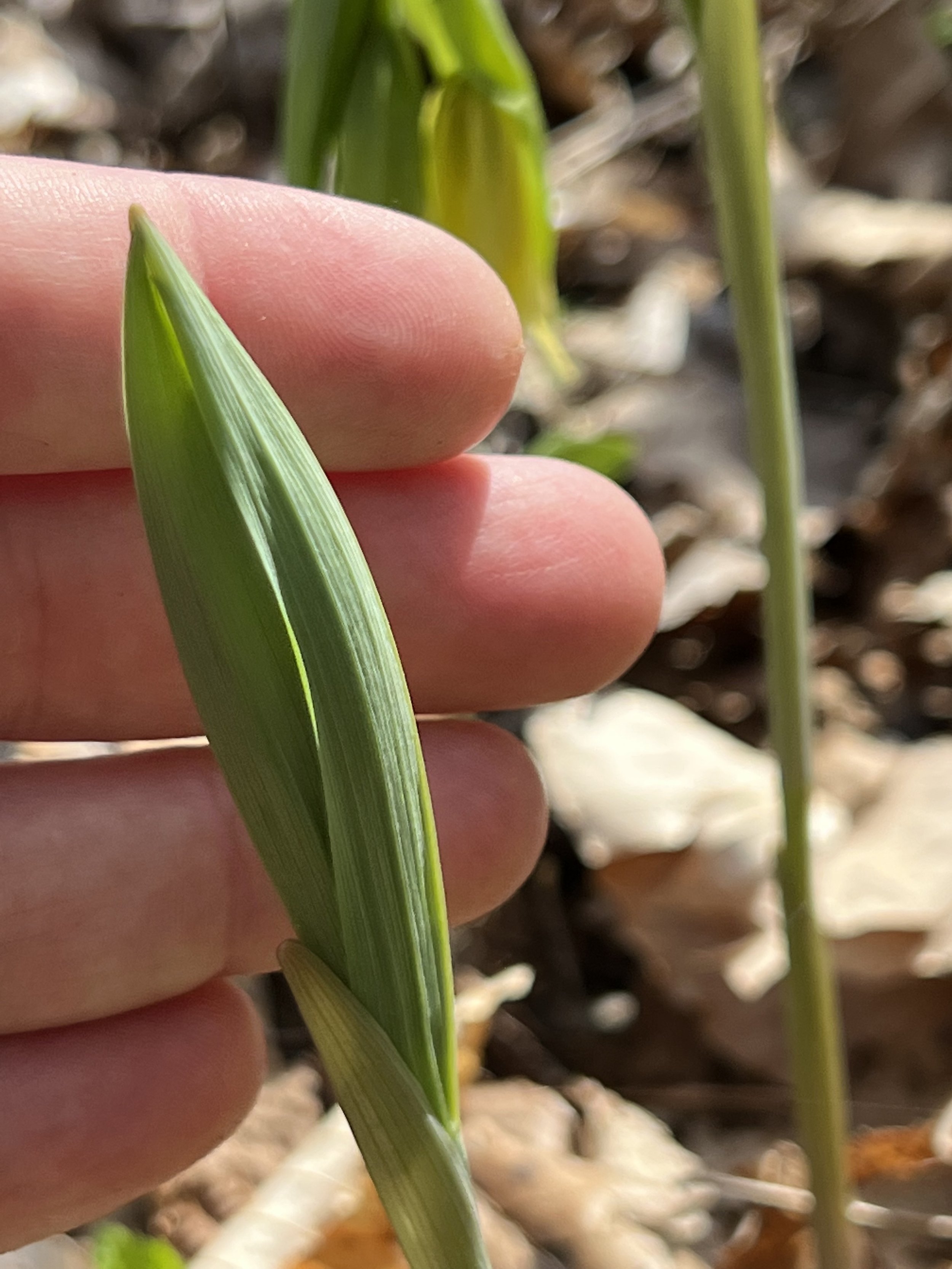 A single oval curled leaf of bellwort is emerging from decaying leaves on the forest floor.