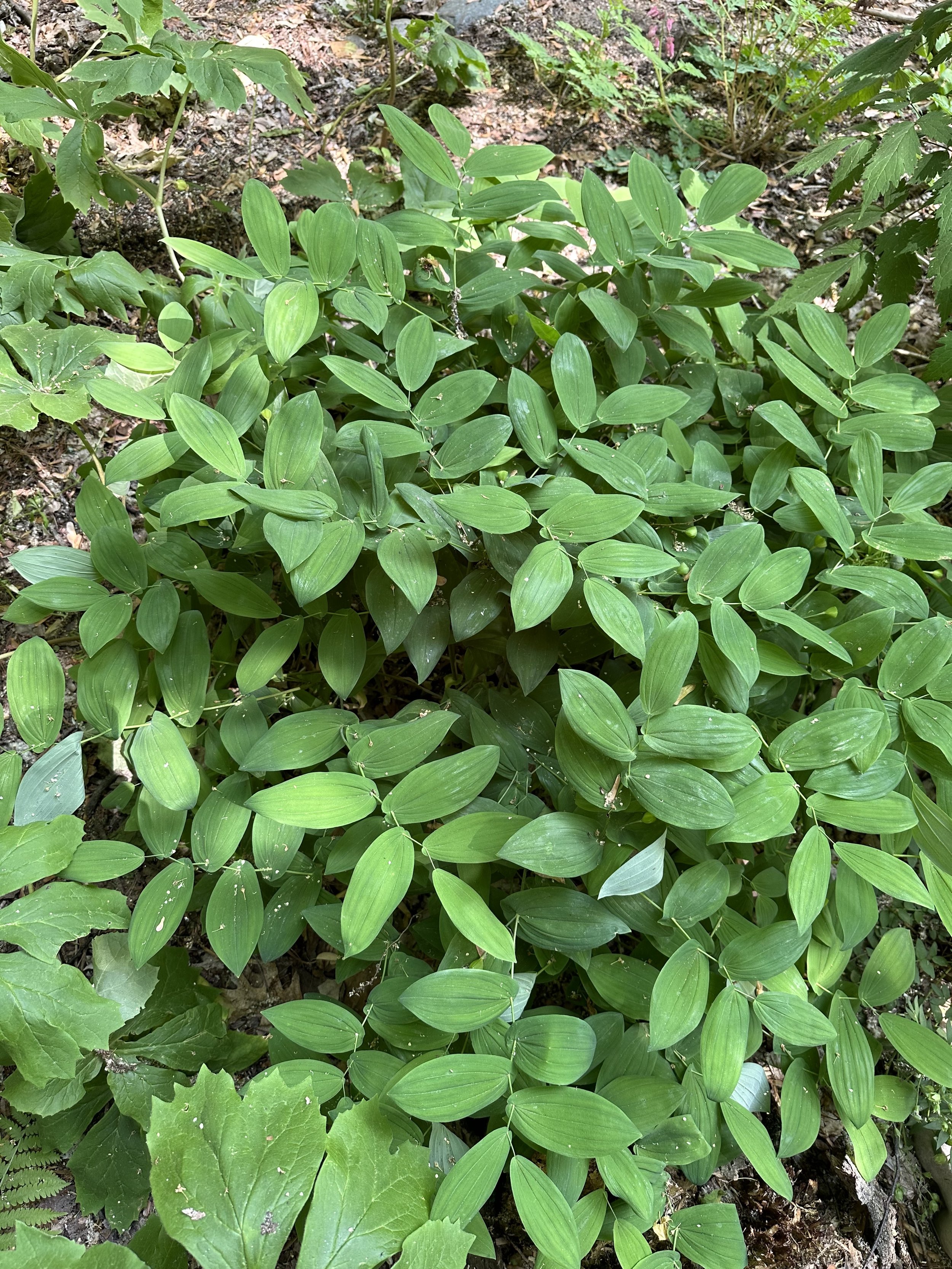 Several bellwort plants have their leaves fully unfurled. The ladder-like shape is visible as well as the perfoliate leaves.