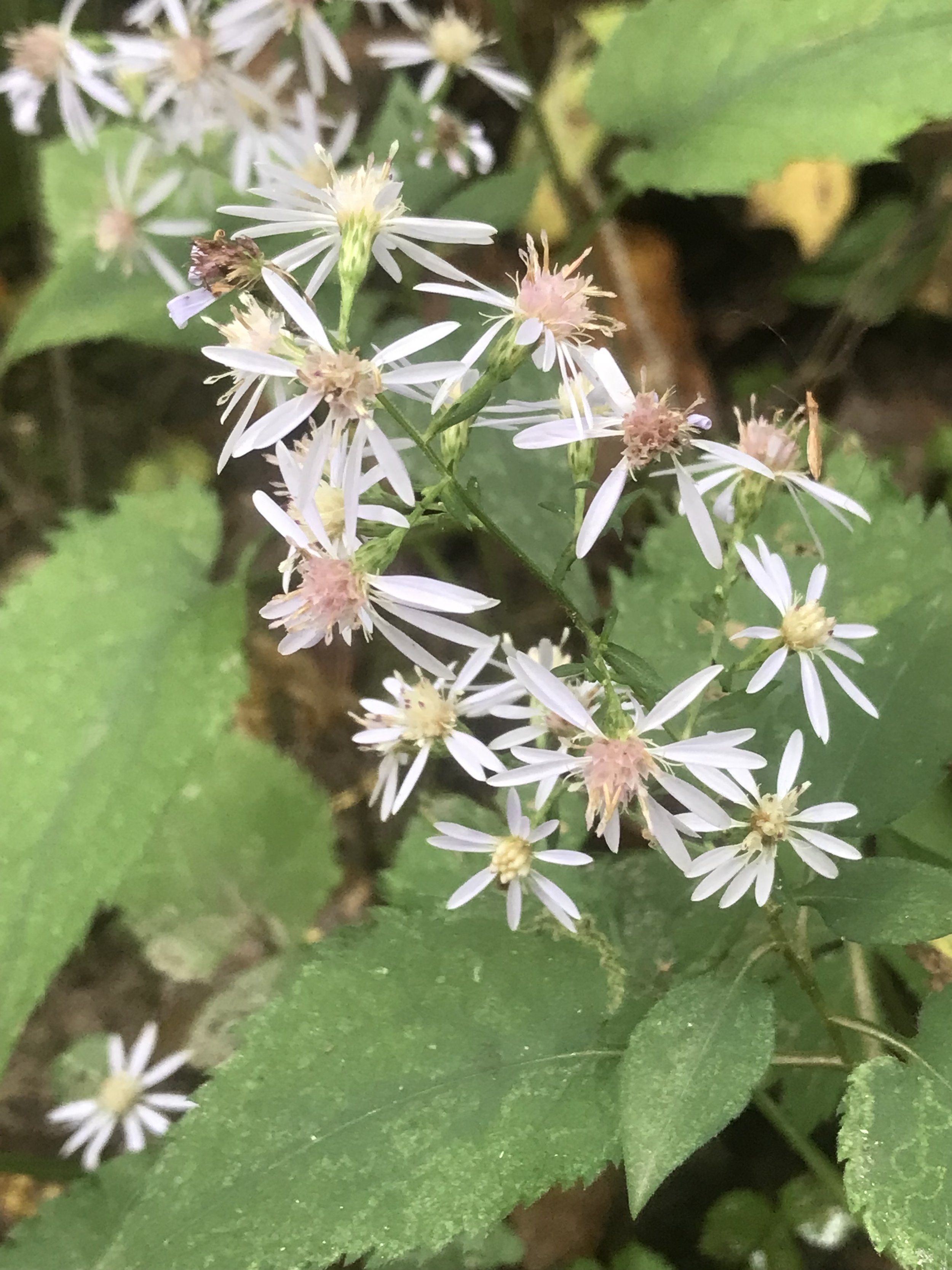 A wand of Heart-leaved Aster flowers are in view with the green leaves in the background.