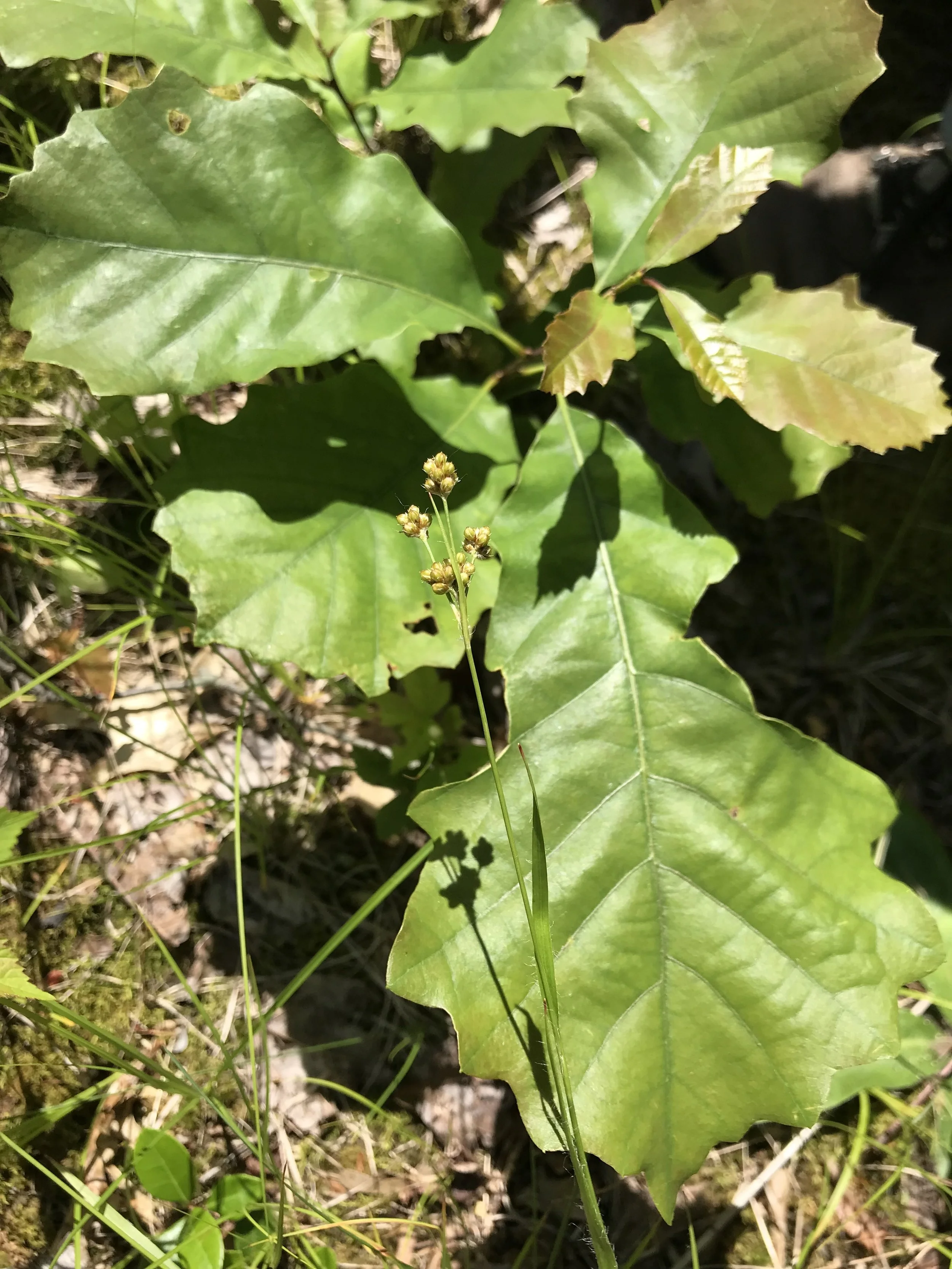 Common woodrush seed pods are present.