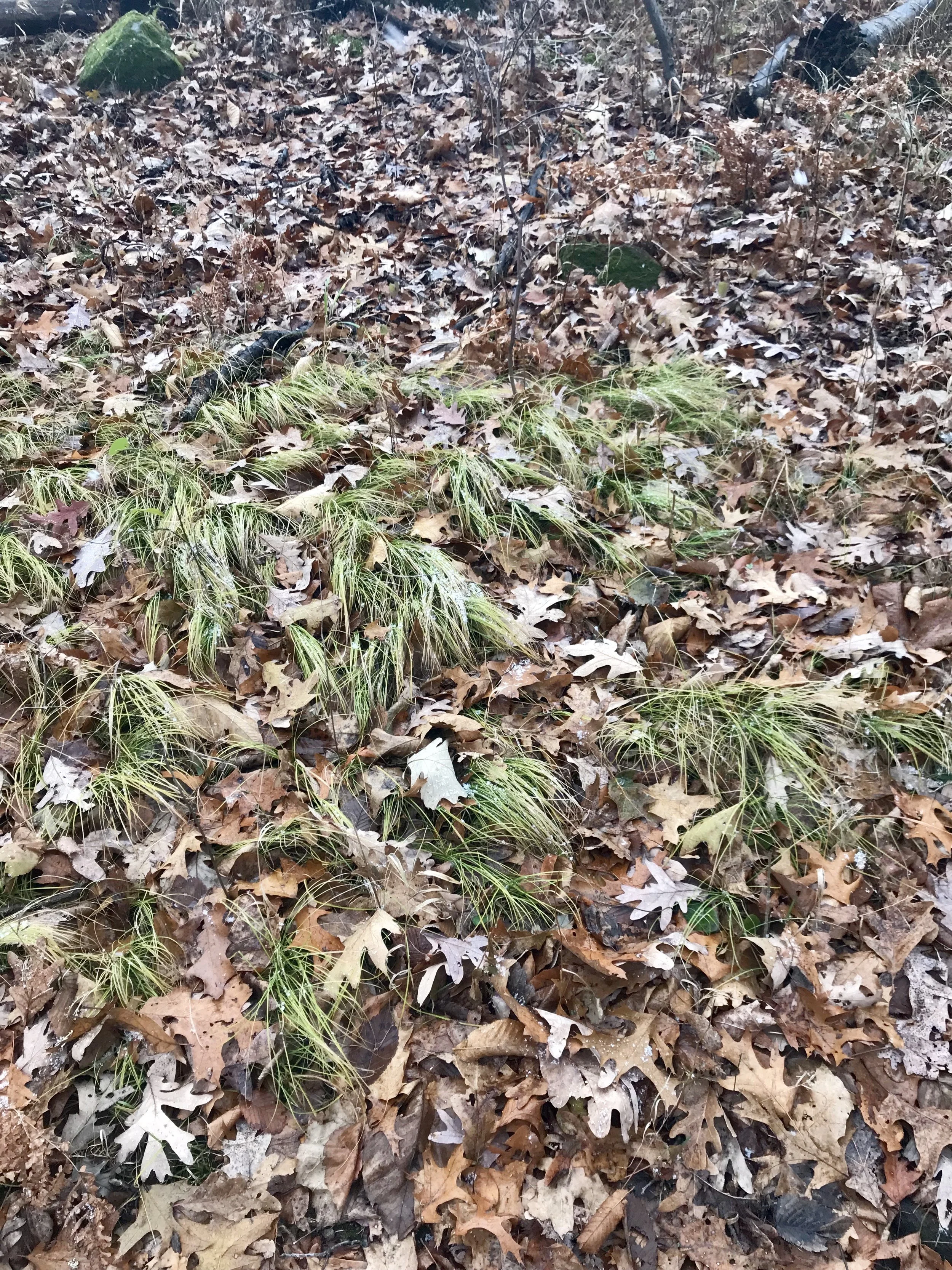 Pennsylvania Sedge is growing in an oak forest.