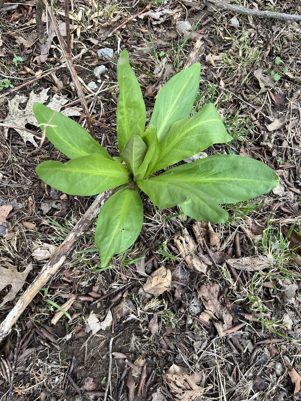 American Columbo (Frasera caroliniensis)  Wild Ginger Woodlands