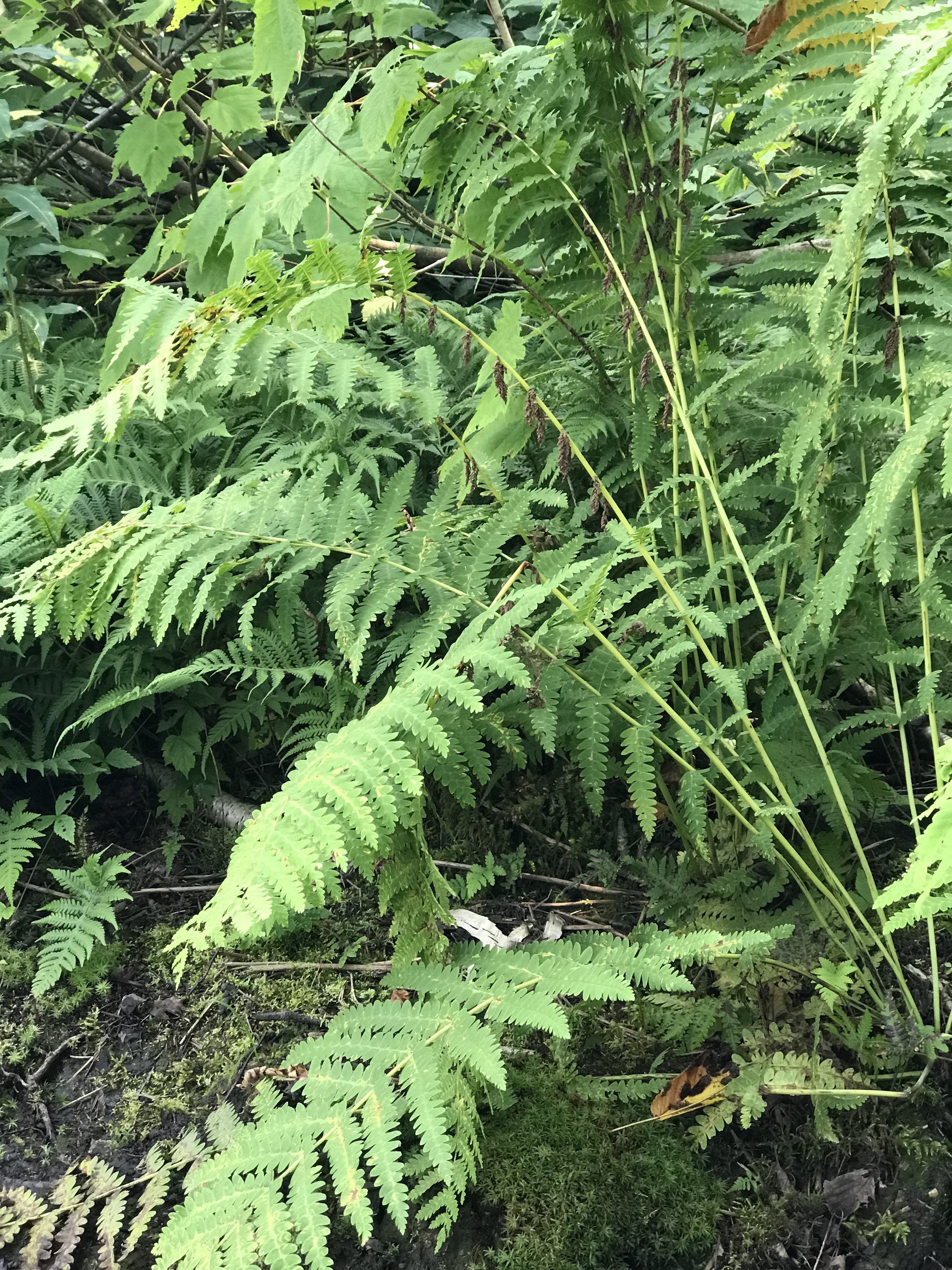 Interrupted fern is a large fern and its fertile fronds have leaflets that are capsules of spores.