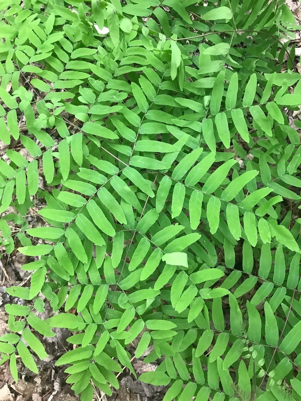 five leaf plant Eleutherococcus sieboldianus, 'Variegatus' five-leaf aralia  Cricket Hill  Garden