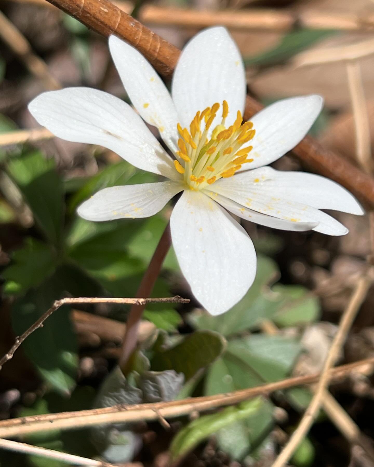 I saw my first bloodroot of the season, #bluebells in bud and #woodrush getting ready to flower, right before I started viewing the #eclipse 

What could be better? I hope you get to enjoy some nature today!

#sanguinariacandensis #bloodroot #virgini