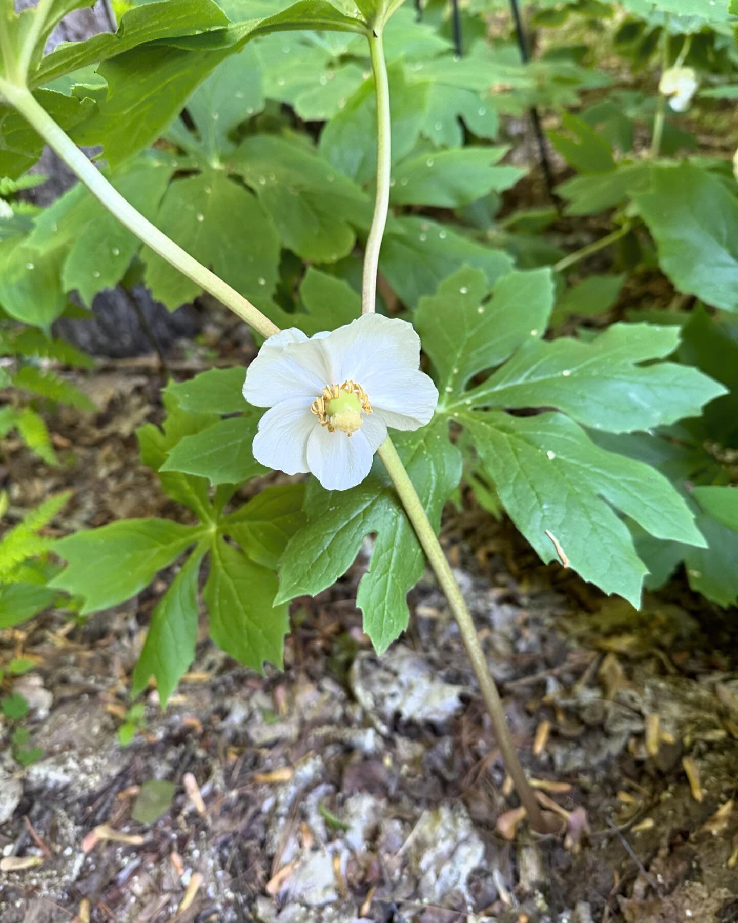 Mayapple leaves are large&mdash;up to 16 inches across&mdash;and lobed.  The leaves are reminiscent of a beach umbrella, especially if observed from emergence to the complete unfurling of the leaves.  Leaves emerge with a white sheath covering which 