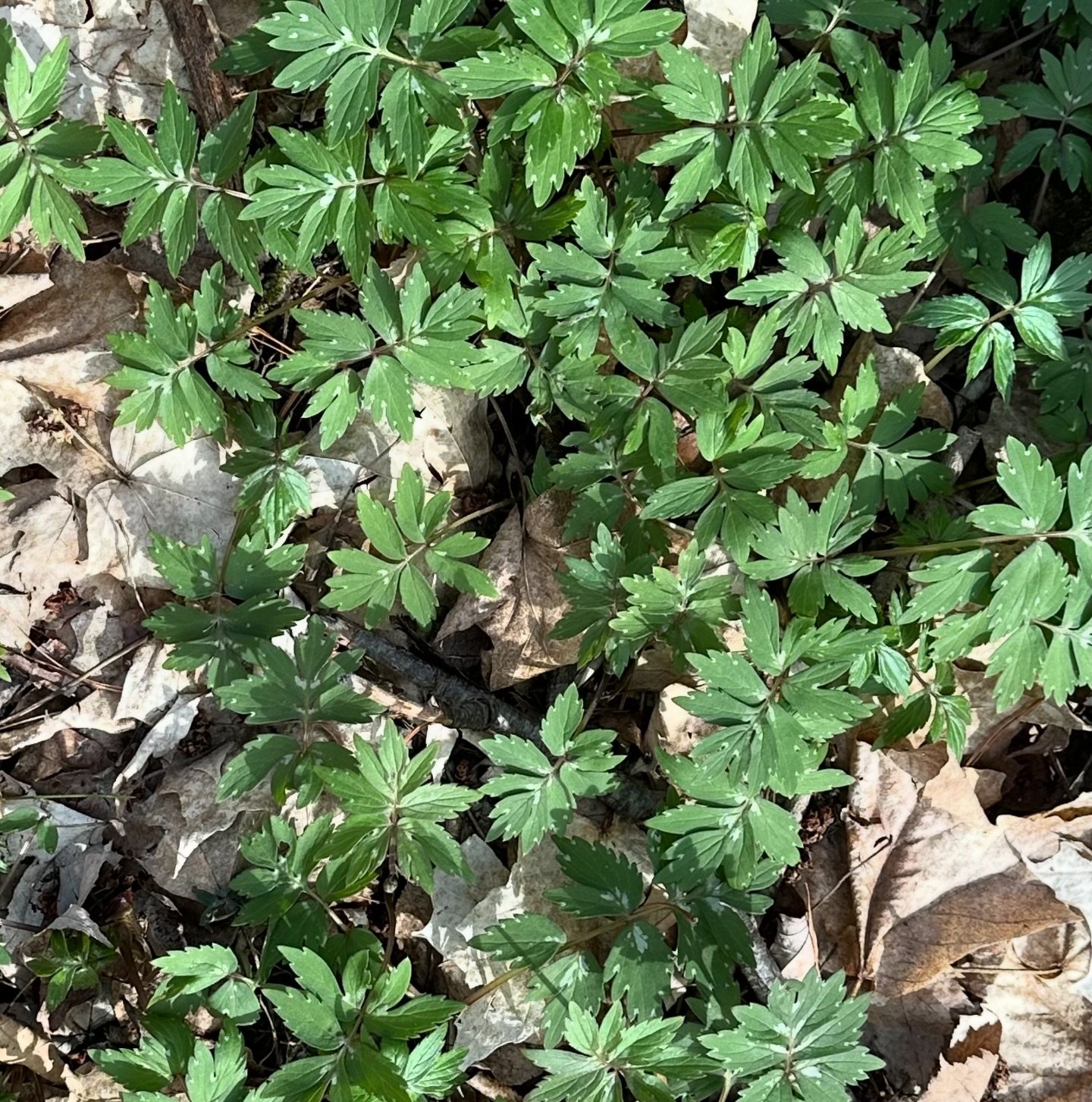 Plants are emerging, and in some cases buds forming, or flowers blooming! This is Virginia Waterleaf and you can see the early season &ldquo;water marks&rdquo; on the leaves. These spots may fade over the season.

We wanted to let folks know that we 