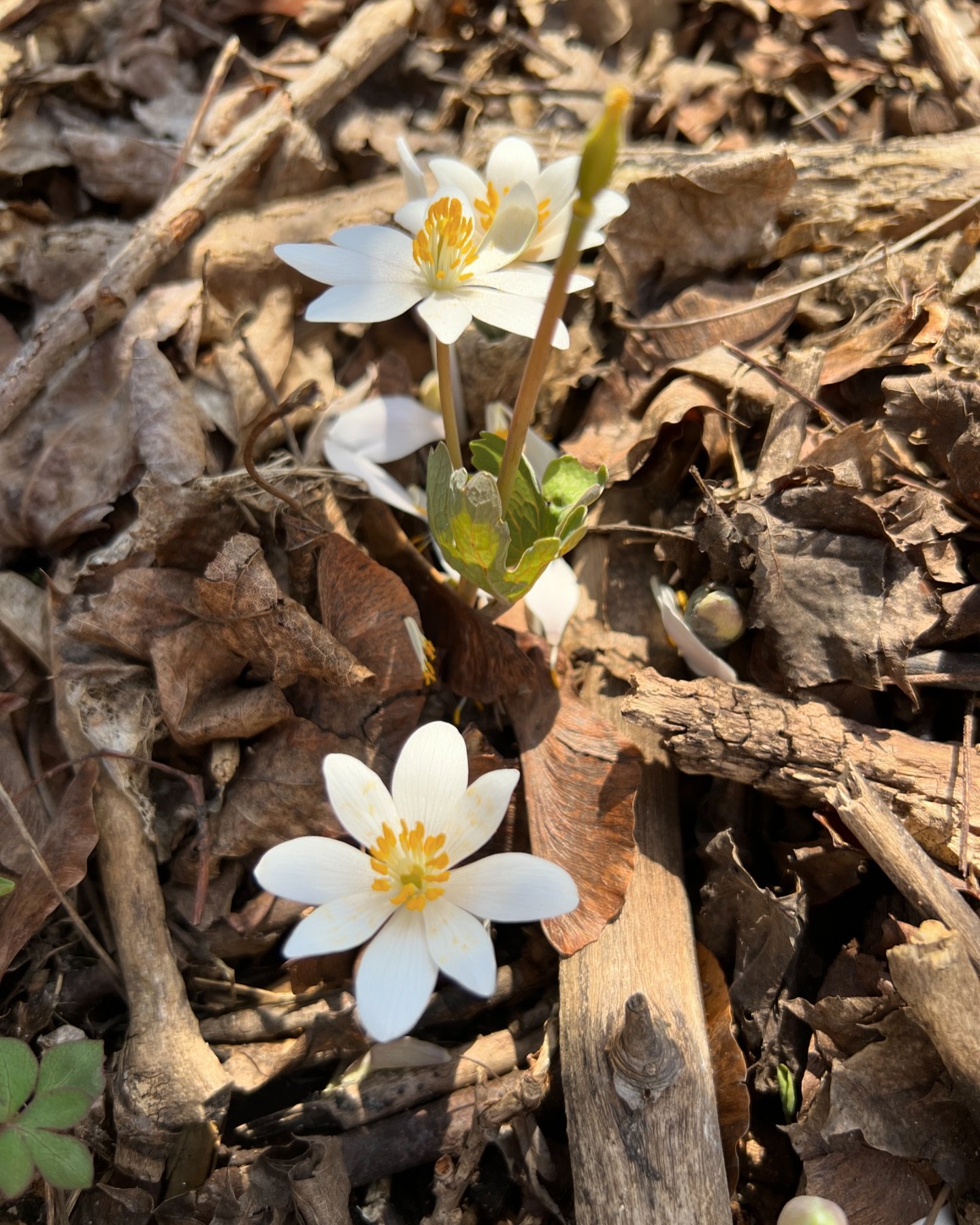 More bloodroot (Sanguinaria canadensis) for you!

It was a gorgeous weekend here in Michigan! I love getting lost in wandering around my yard looking at what&rsquo;s popping up or blooming. 

We&rsquo;ve received some photos and know that some of you