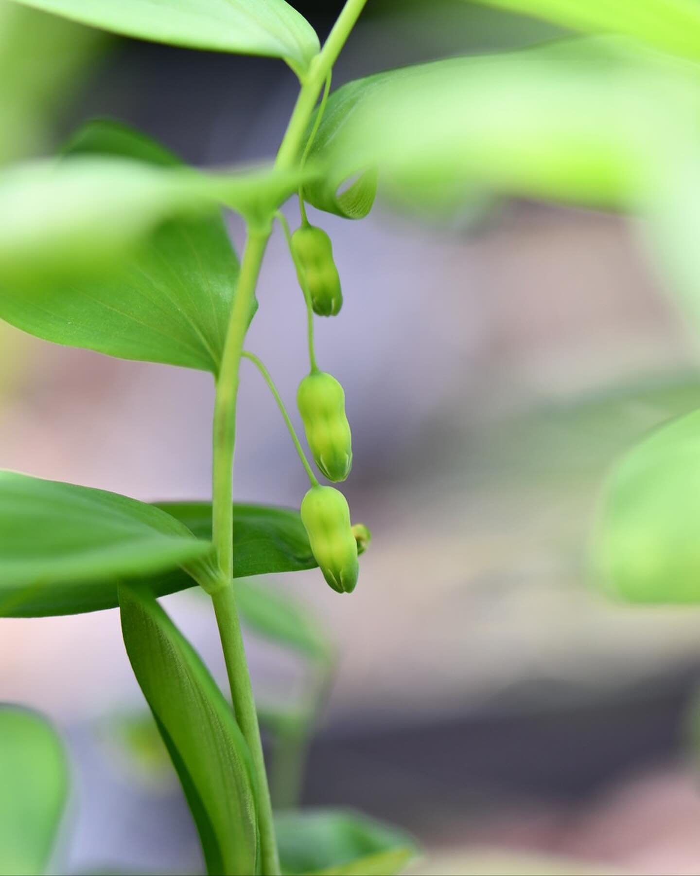 Solomon&rsquo;s Seal is a woodland plant that can be found in moist woods.  It can also be found in drier areas like oak-hickory forests.  It has long oval-shaped leaves with rounded tips that alternate up the stem.  Flowers can be seen by looking be
