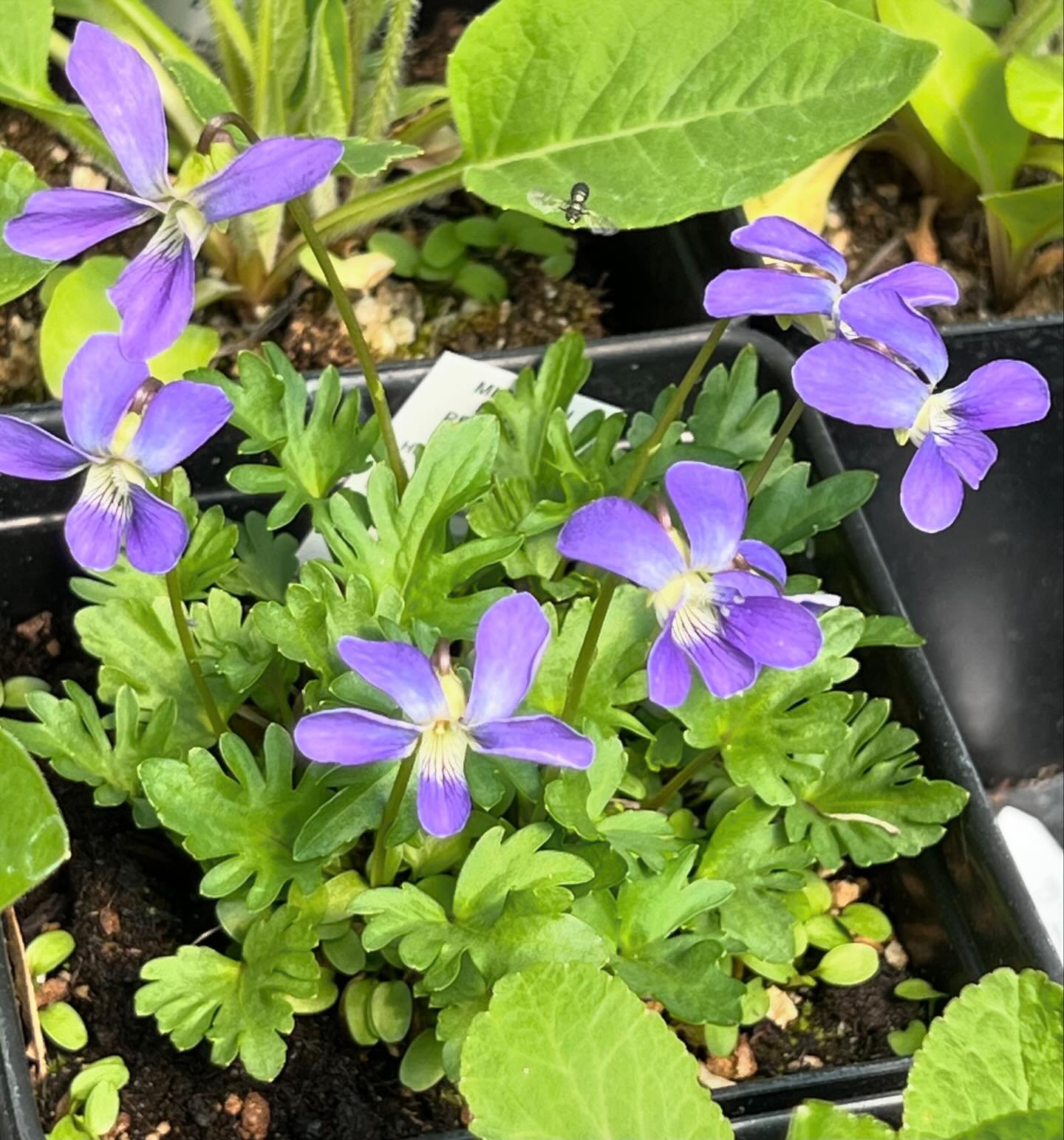 This violet is rather unique in Michigan. Sally found this violet on her land.  She had a young botanist come to ID plants on her property and initially it was labeled Viola palmata (Wood Violet) because it bore the closest resemblance in Michigan Fl