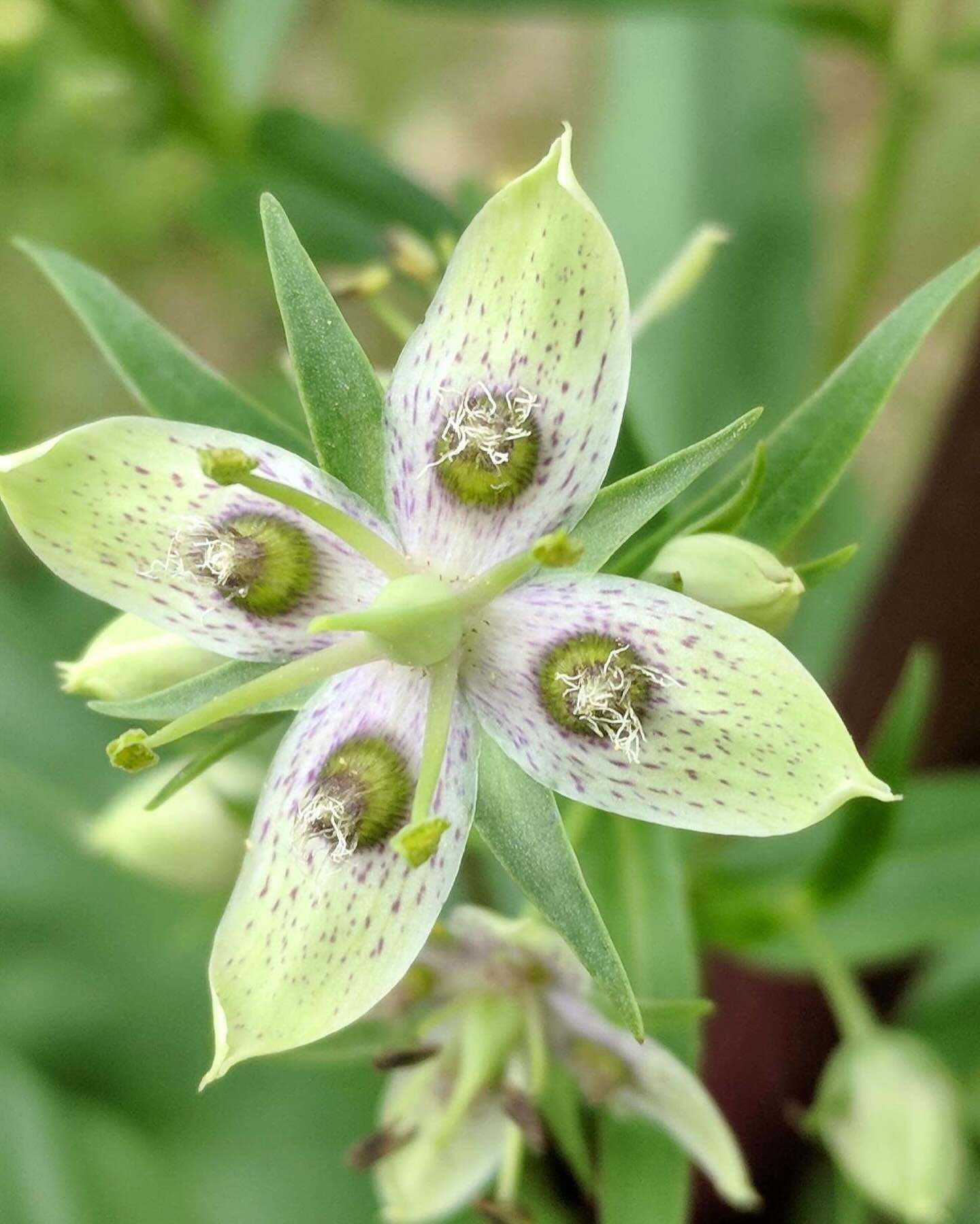 American Columbo is an unusal plant in the Gentian family that has some relatives out west: this is the only plant in the genus in the east. It is at home in oak savannahs and oak woodlands. 

The basal leaves are large, green and smooth (buttery). T