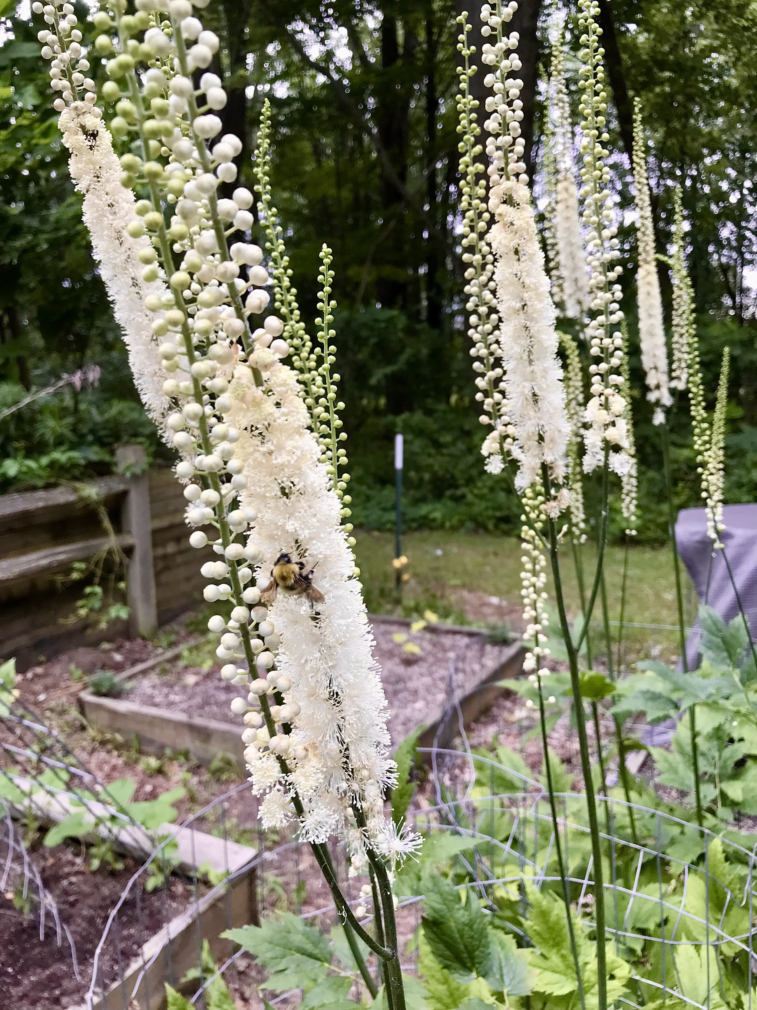 Black Cohosh (Actaea racemosa)