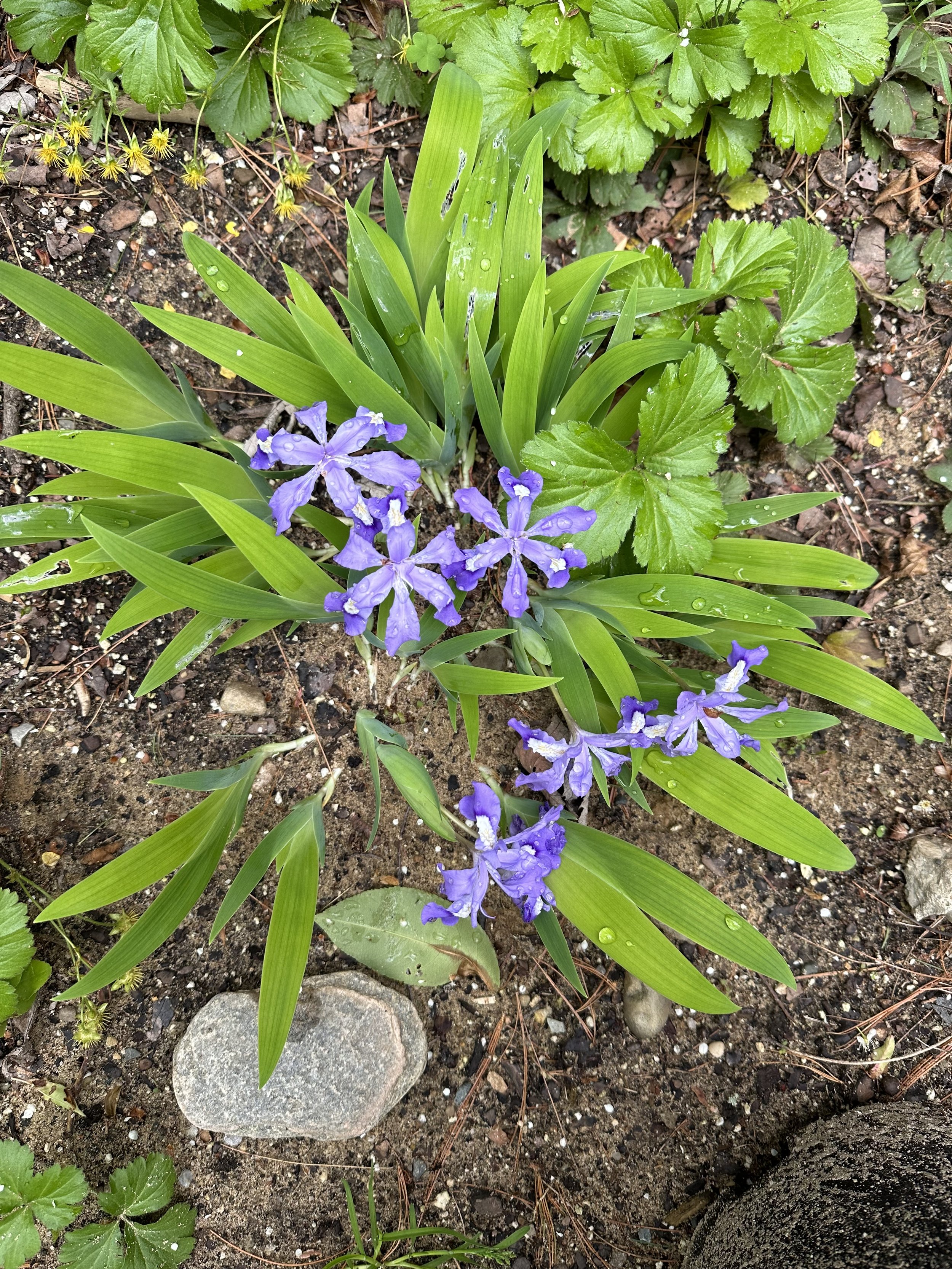 Dwarf Crested Iris (Iris cristata)