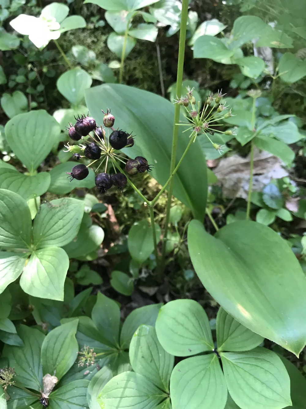Wild Sarsaparilla (Aralia nudicaulis) — Wild Ginger Woodlands