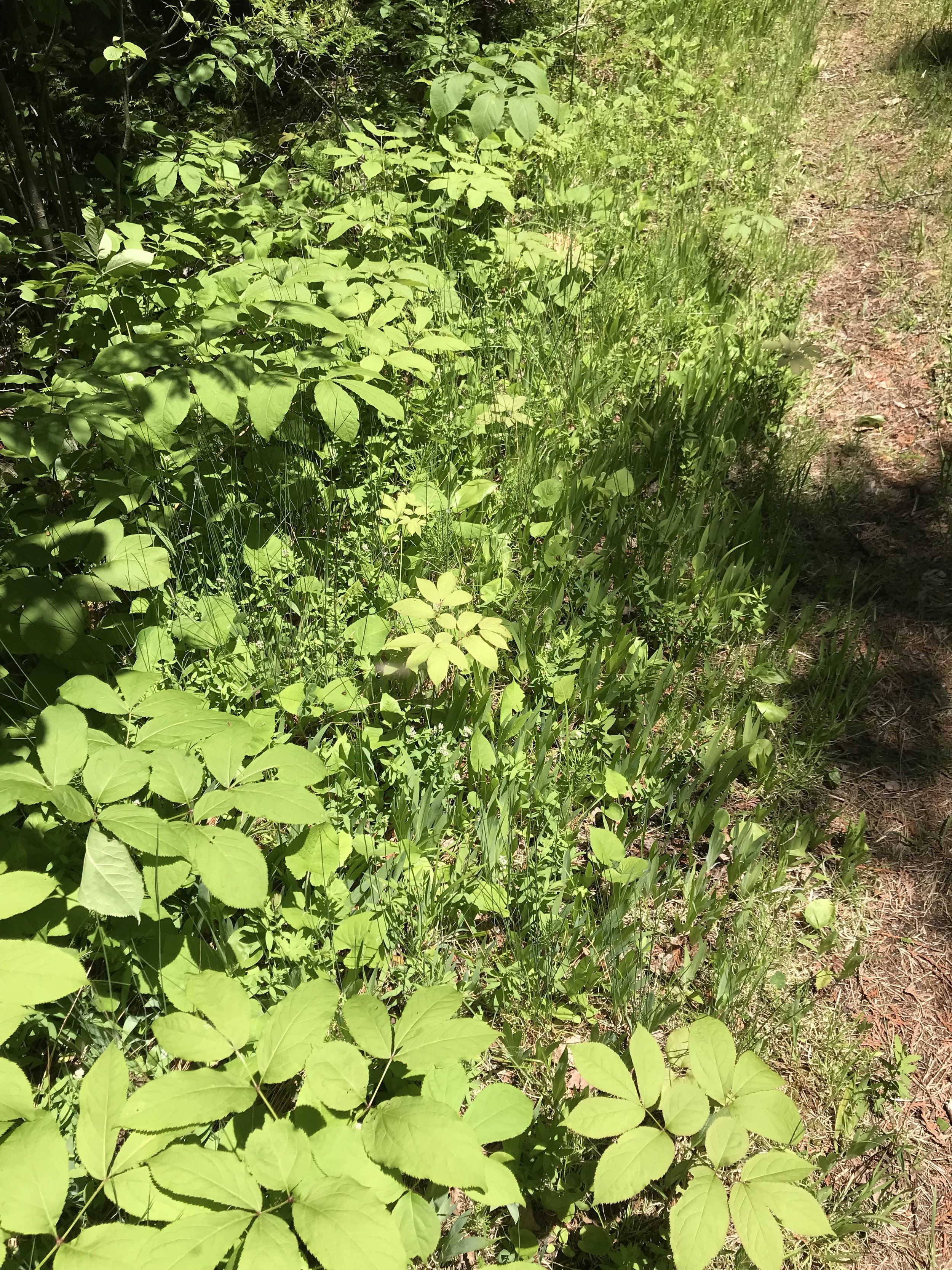 IMG_3398.jpeg