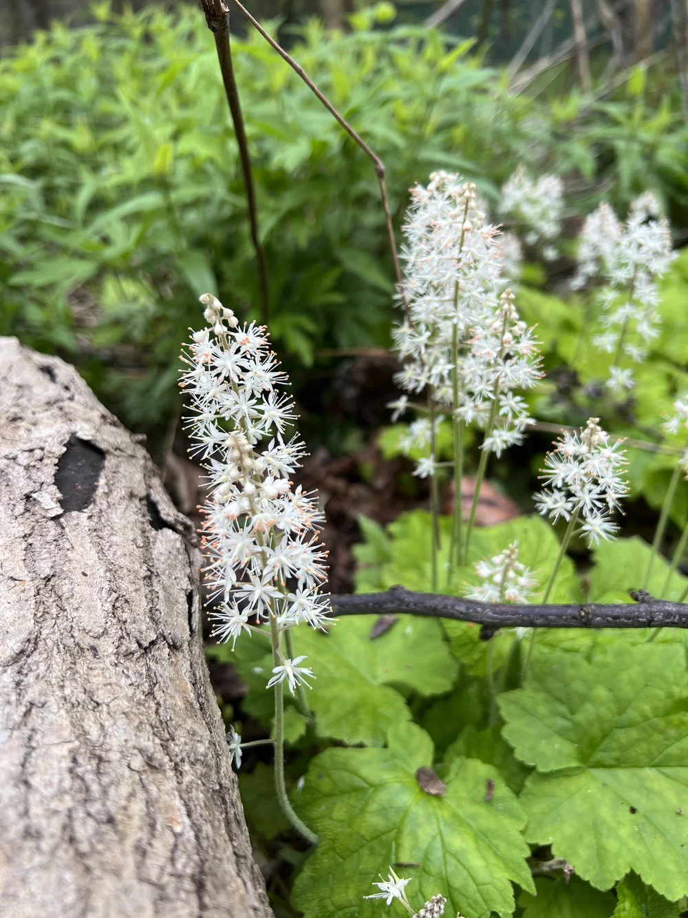 Foam flower (Tiarella cordifolia) — Wild Ginger Woodlands