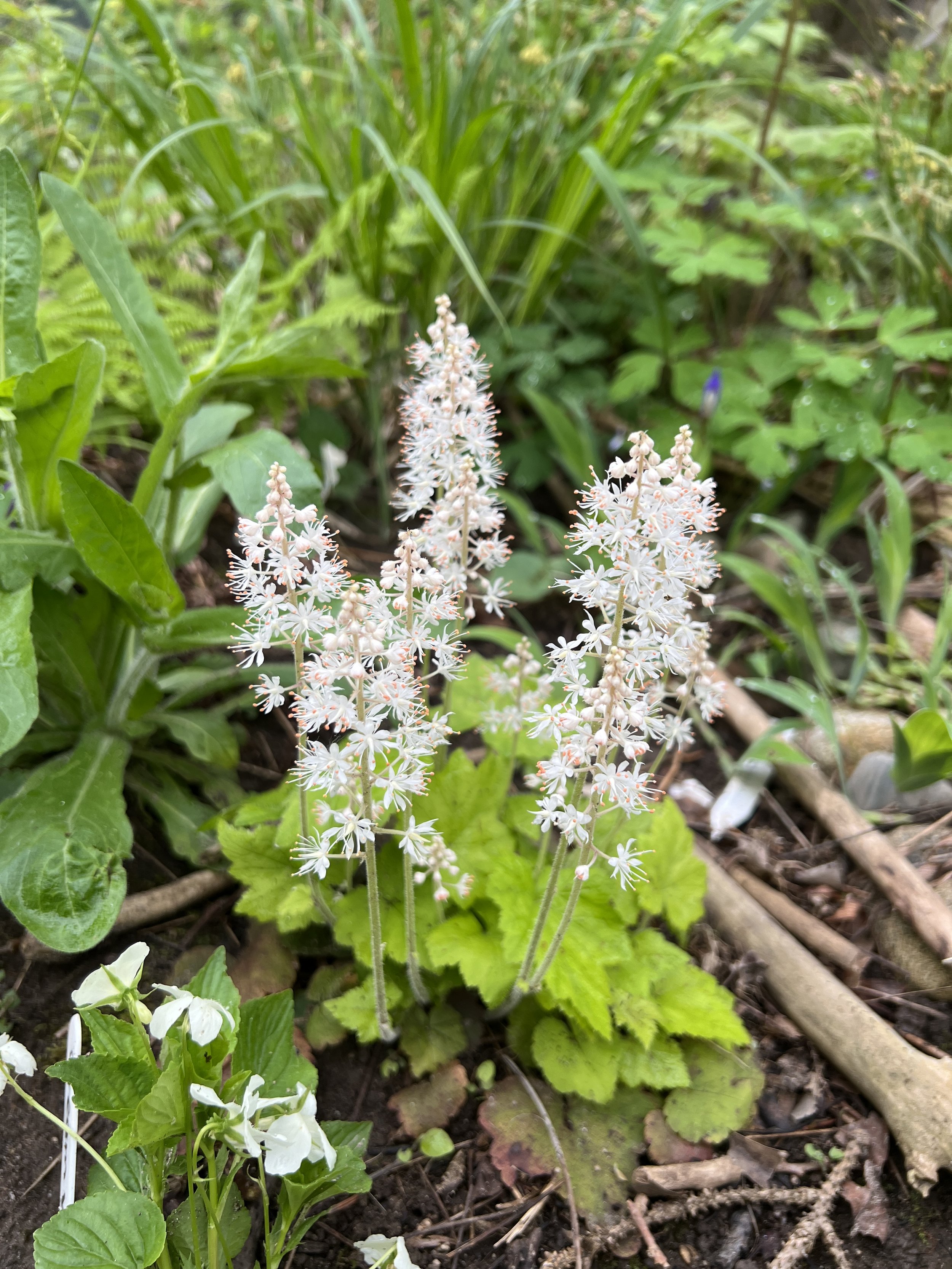 Foam Flower (Tiarella cordifolia)