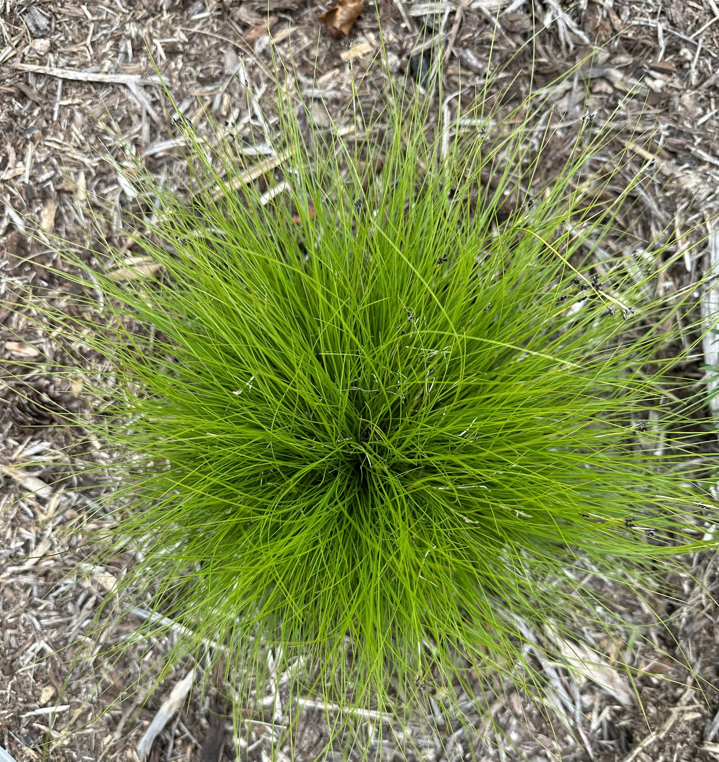 Ivory Sedge (Carex eburnea)