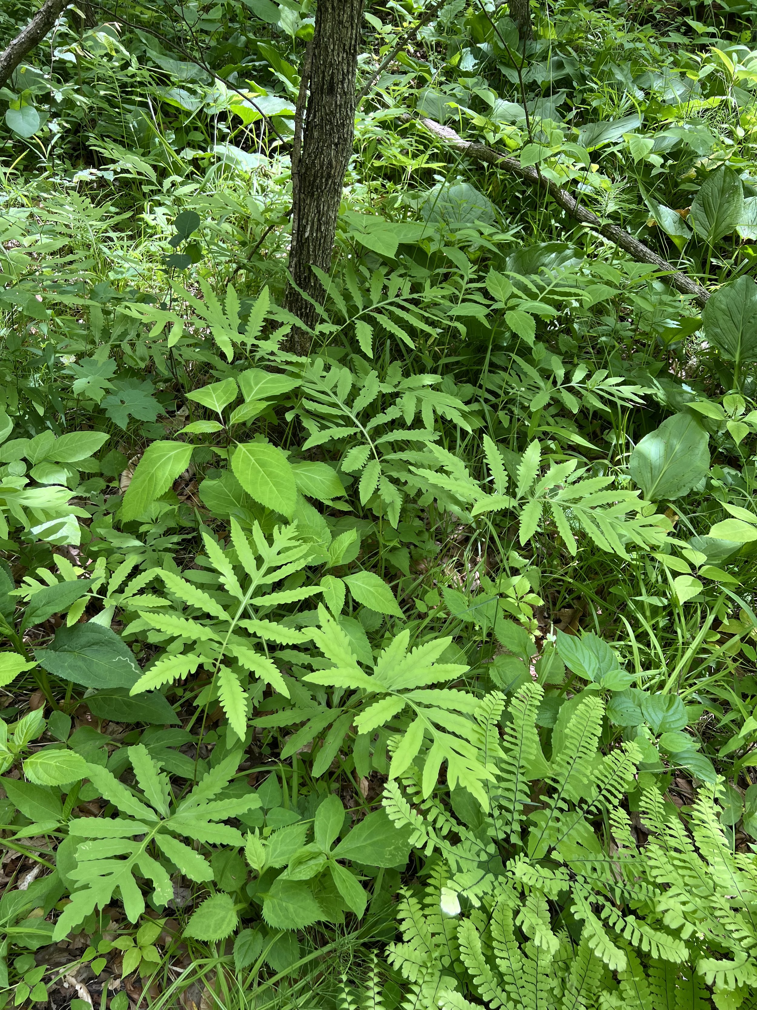 Sensitive Fern (Onoclea sensiblils)