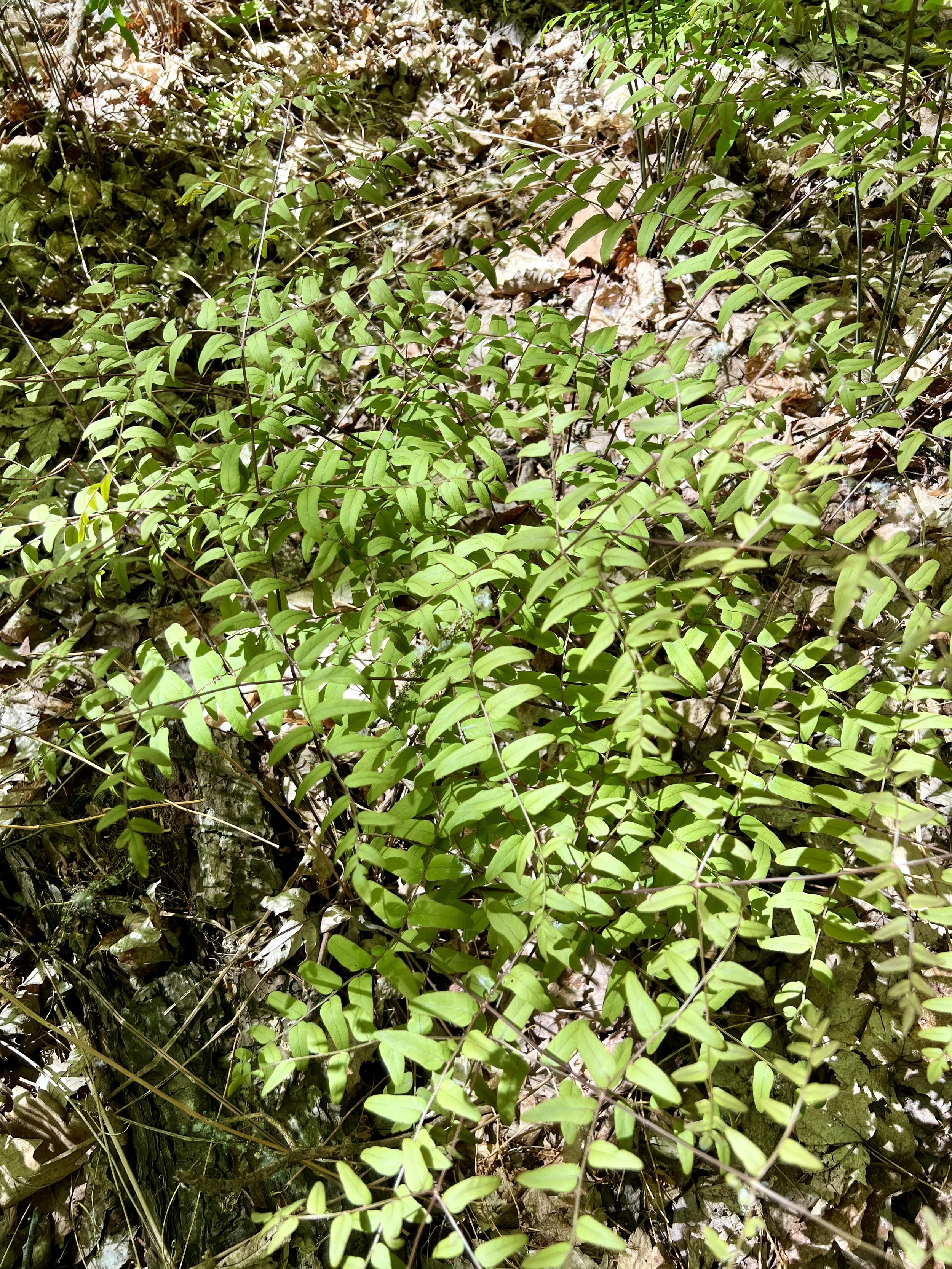 Royal Fern (Osmunda regalis)