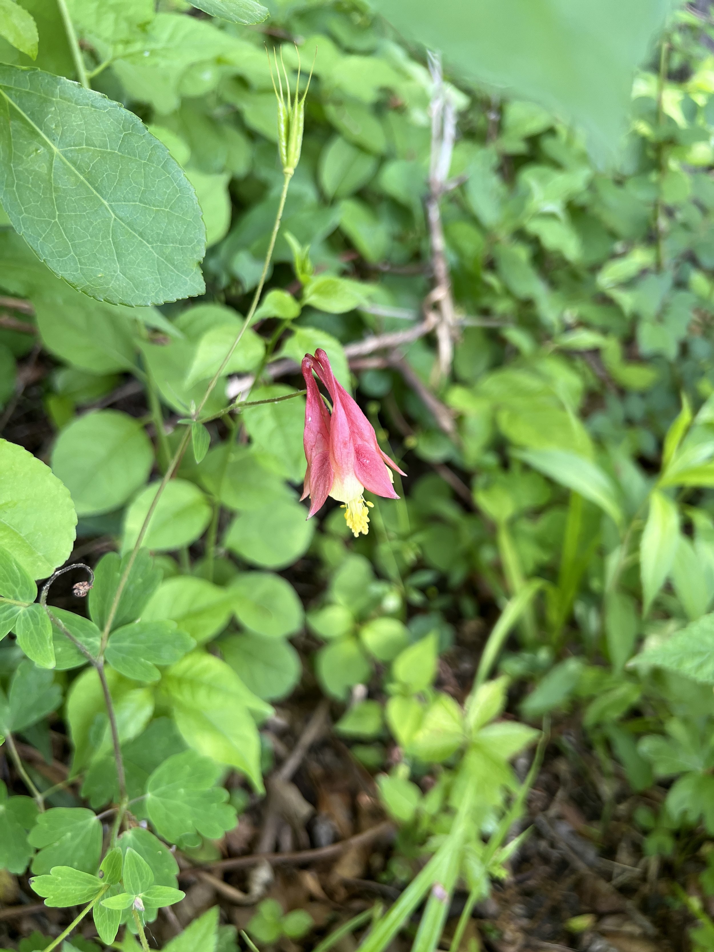 IMG_5201.jpeg